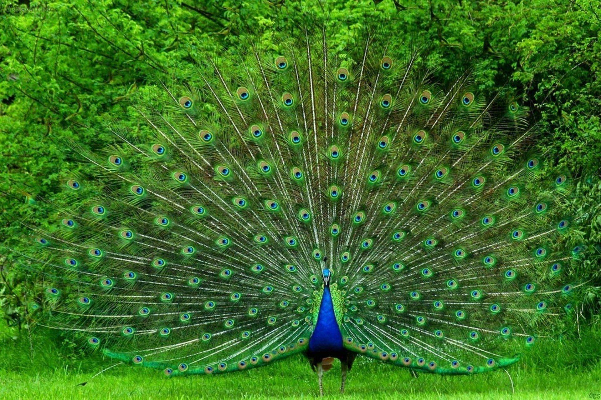 Peacocks wallpapers, Gorgeous birds, Colorful plumes, Striking backgrounds, 1920x1280 HD Desktop