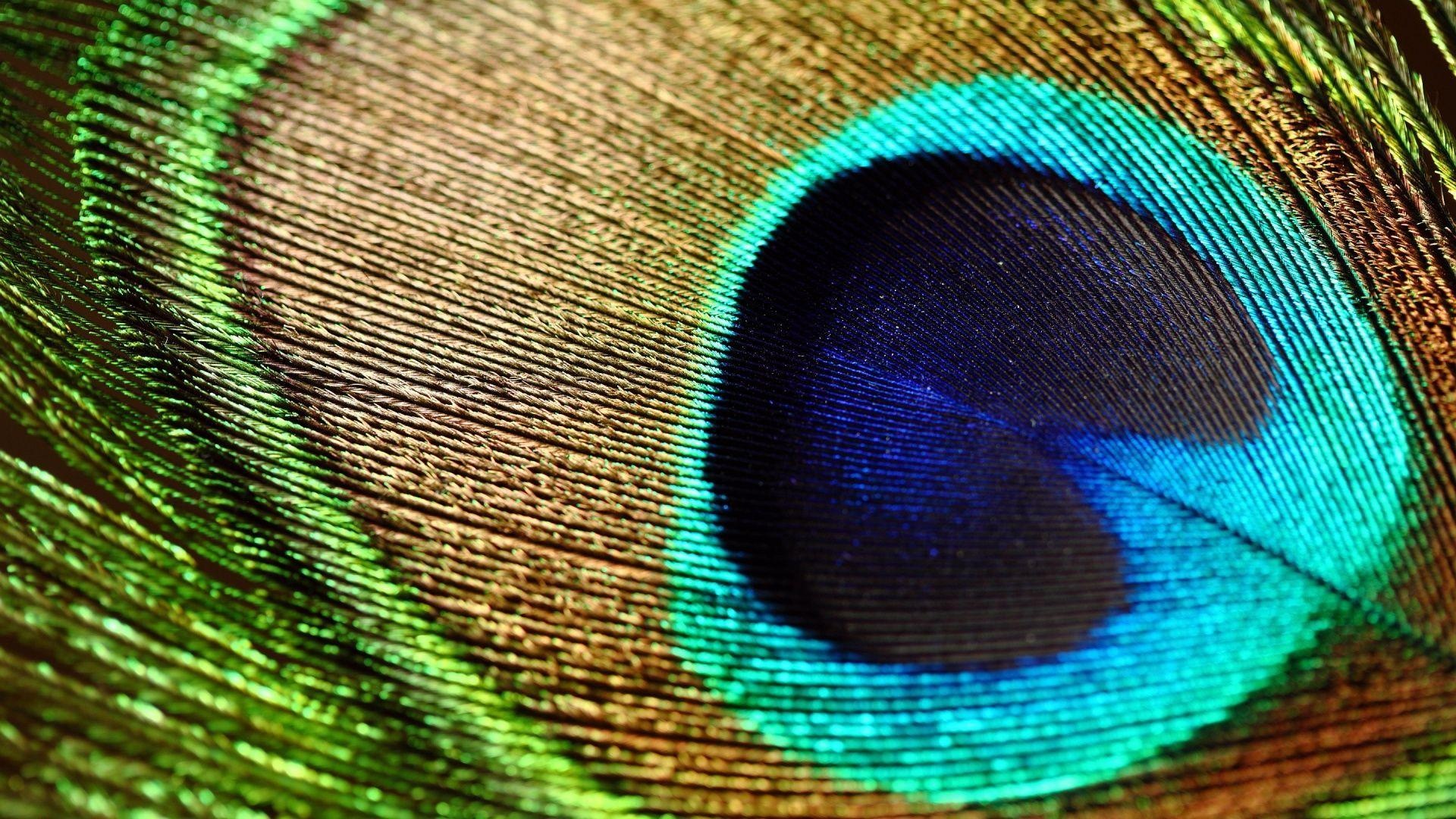Peacock feather ocellus, Iridescent feather barbules, Macro plumage texture, Full HD Desktop wallpaper