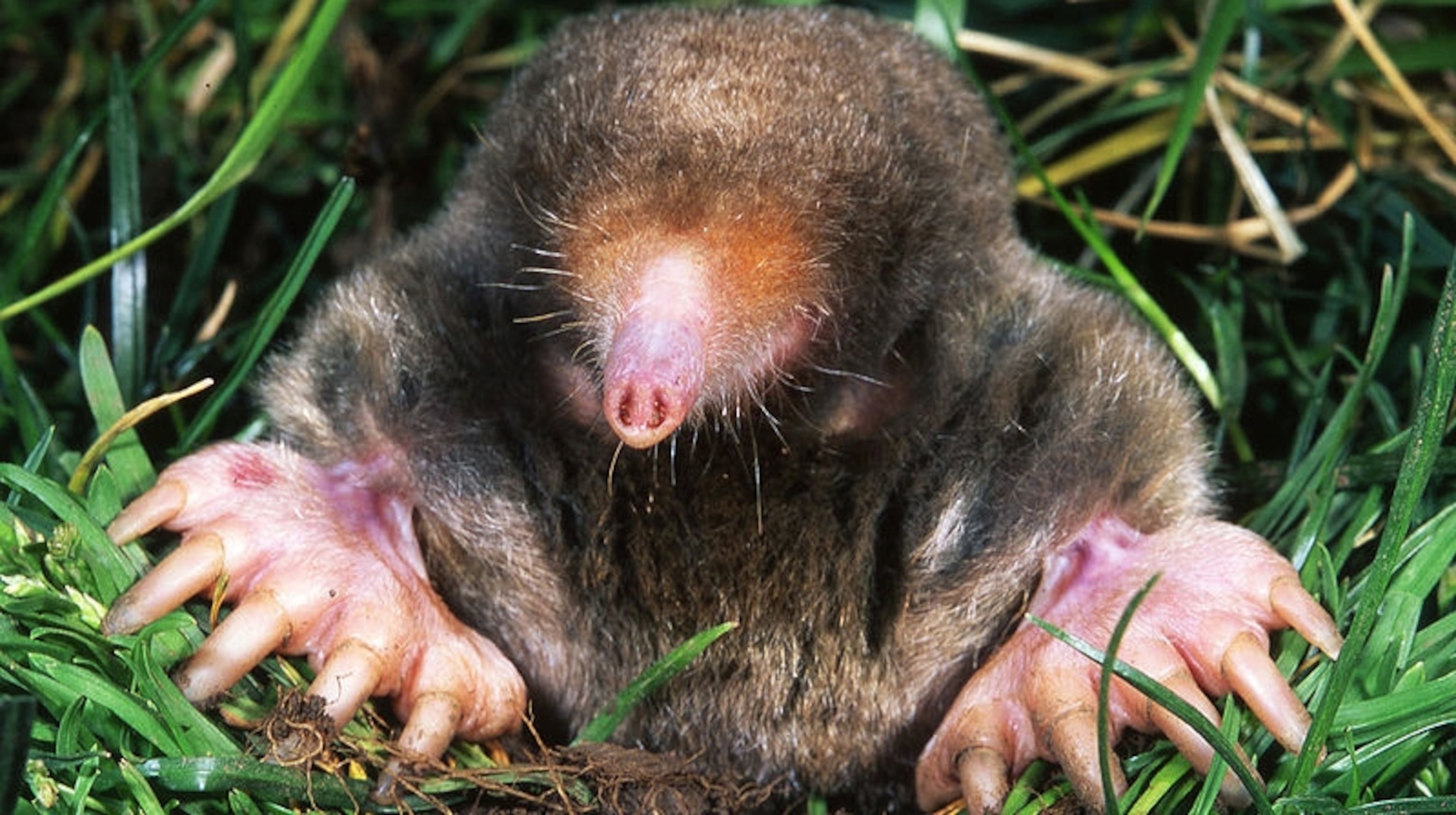 Mole, Stereo mole noses, Animal, 3080x1720 HD Desktop