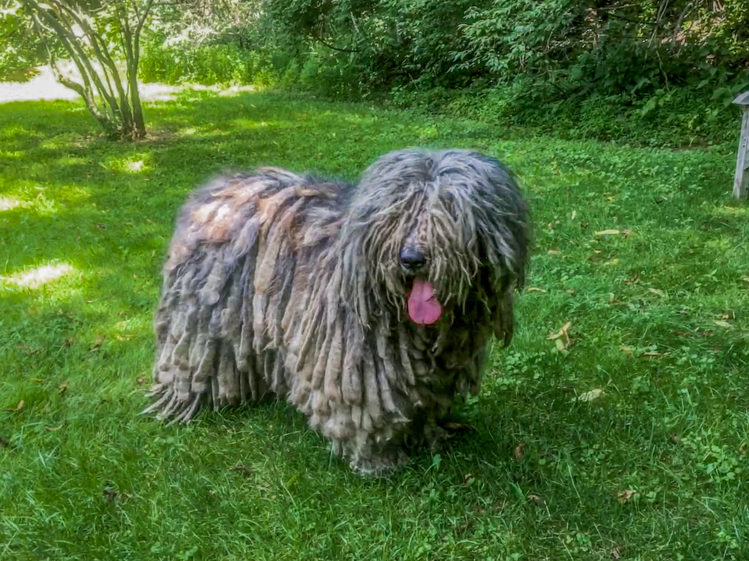 Bergamasco, Anouk artos, Bergamasco sheepdogs, Animal, 2500x1880 HD Desktop