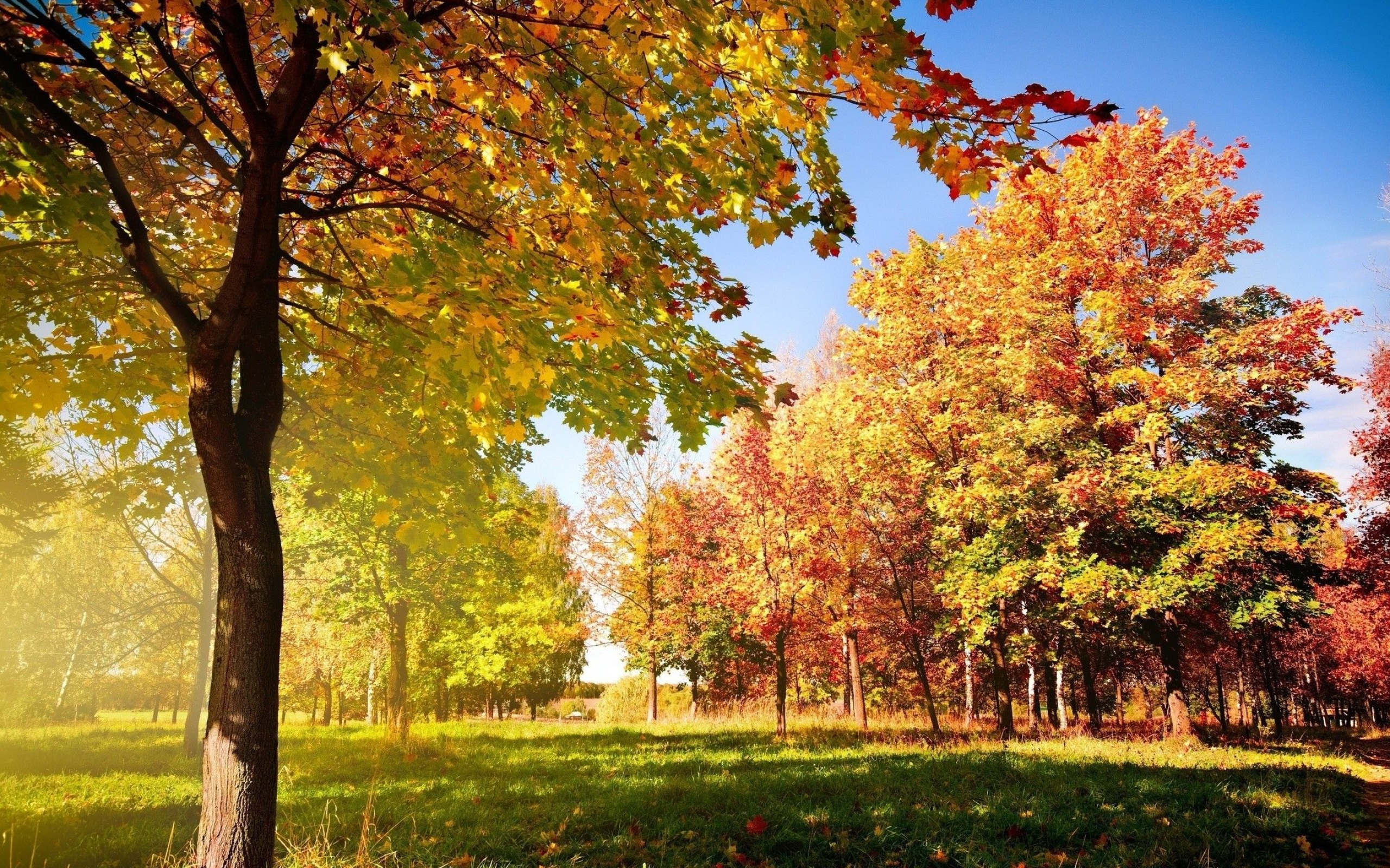 Early fall, Fall Wallpaper, 2560x1600 HD Desktop