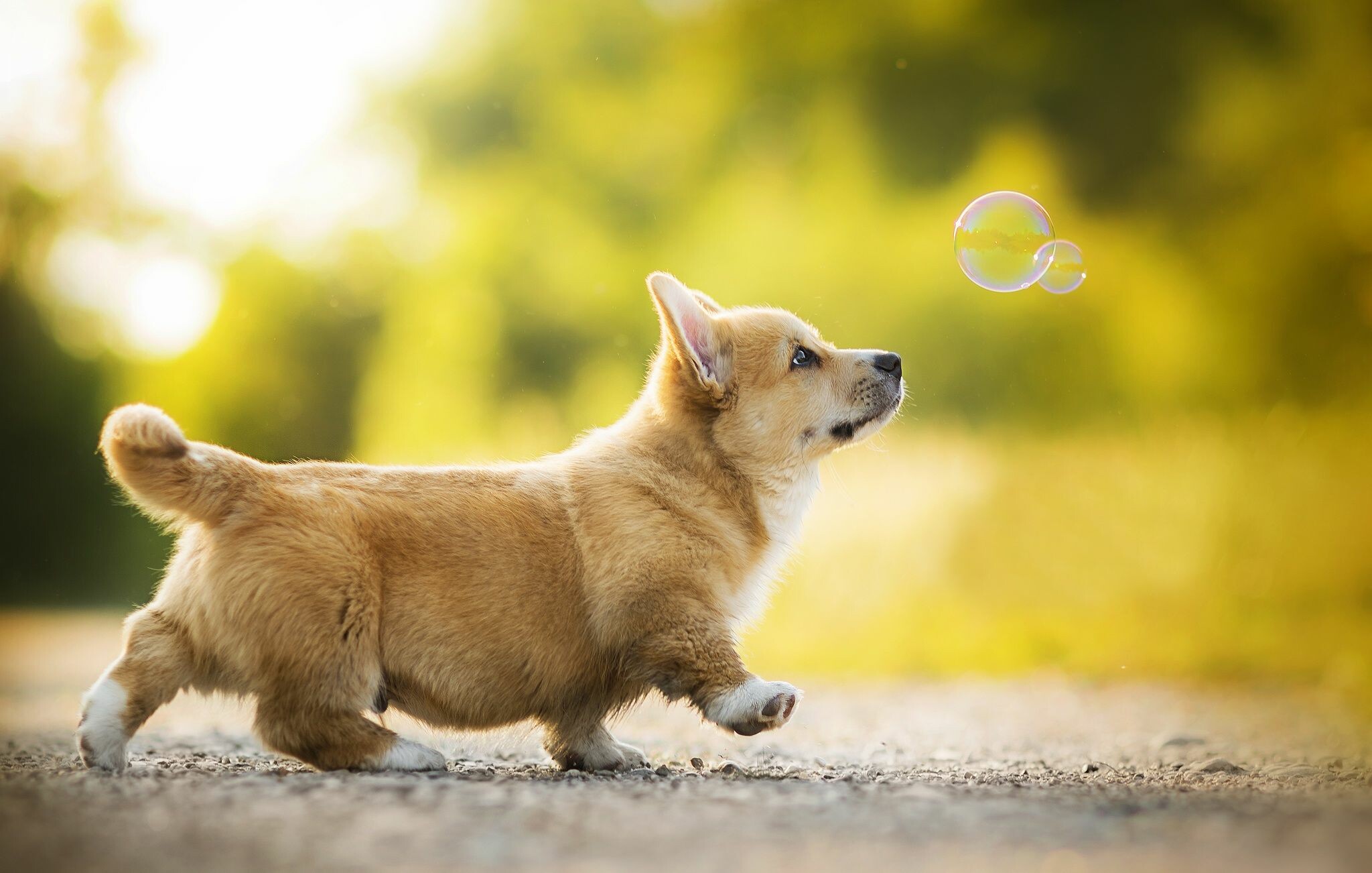 Corgi, Animal backgrounds, Autumn, 2050x1310 HD Desktop