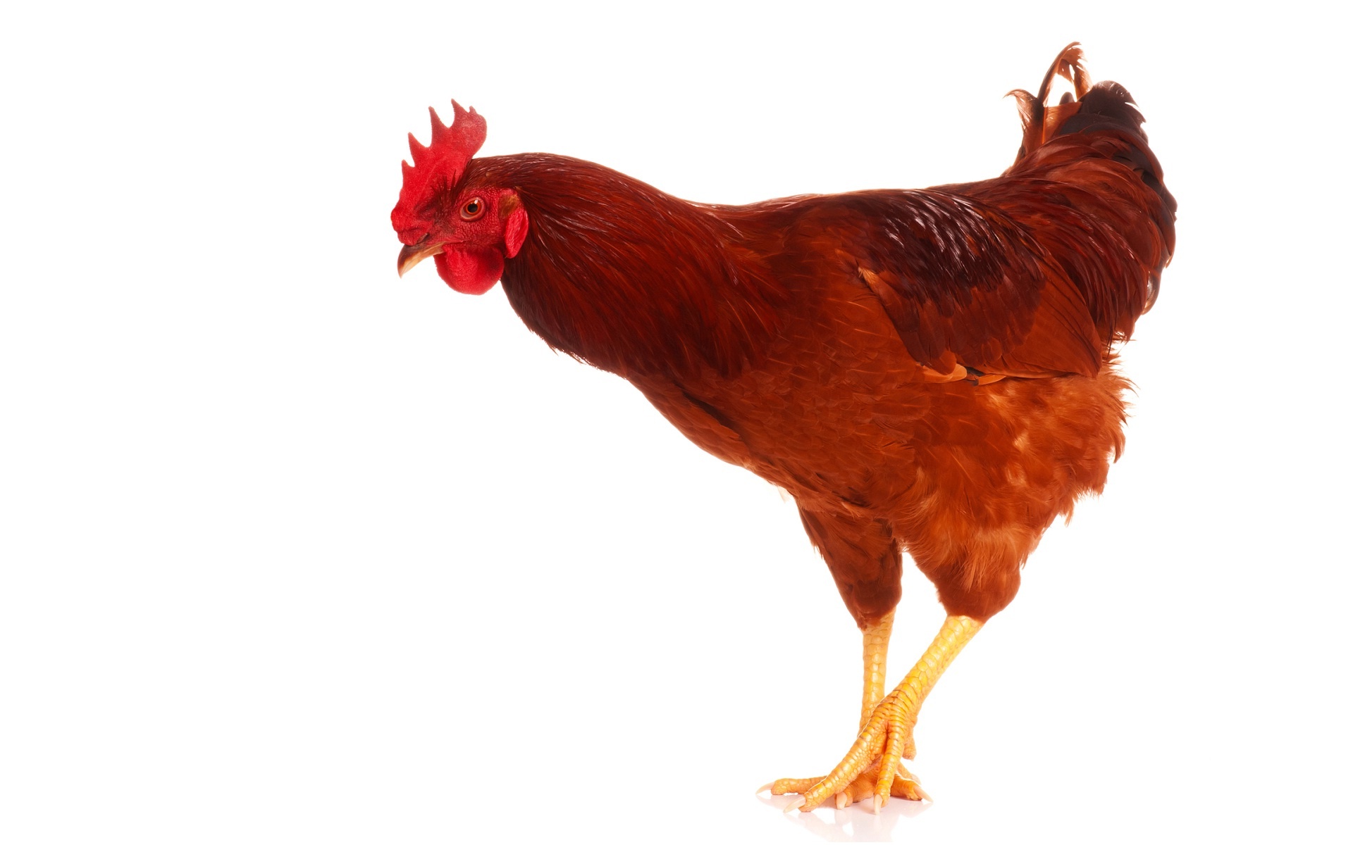 Hen (Animals), Hen beak close-up, Animal photography, Chicken, 1920x1200 HD Desktop