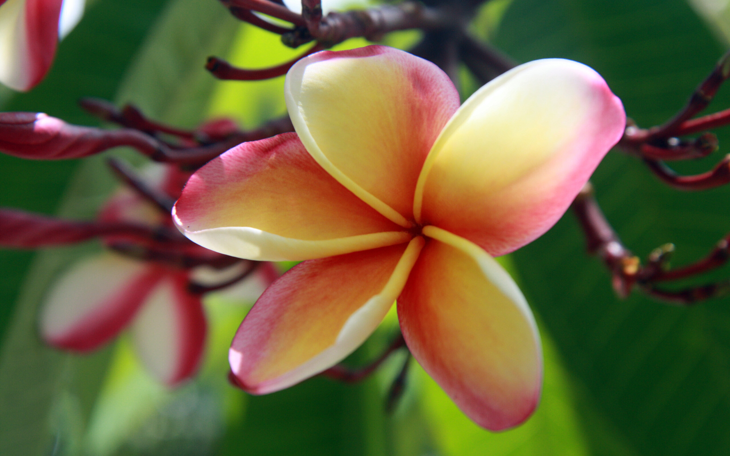 Plumeria wallpaper, Exquisite beauty, HD quality, Detailed imagery, 2560x1600 HD Desktop