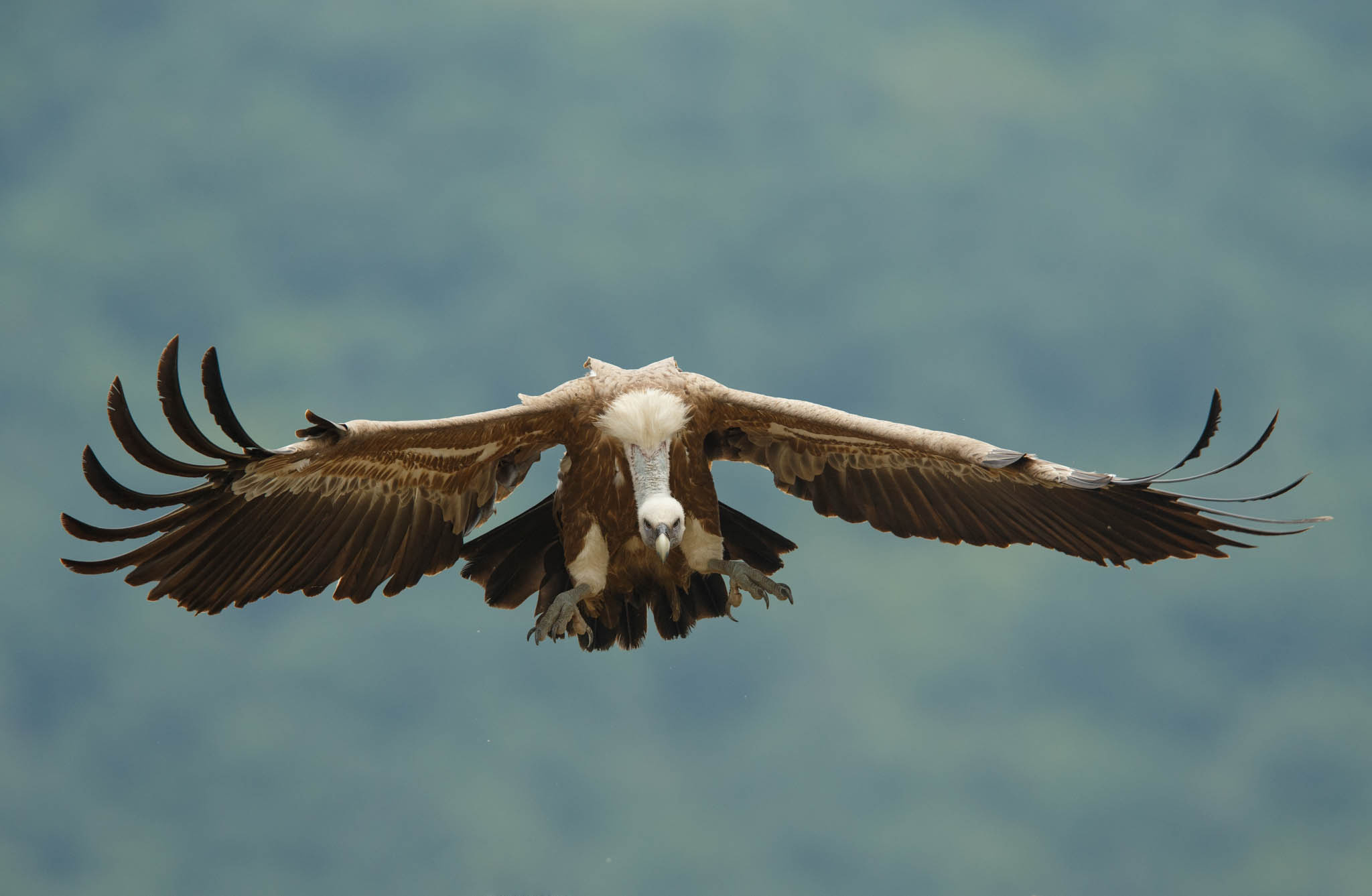 Rhodopean vulture conservation, Ecological comeback, Griffon vultures' resurgence, Rewilding success, 2050x1340 HD Desktop