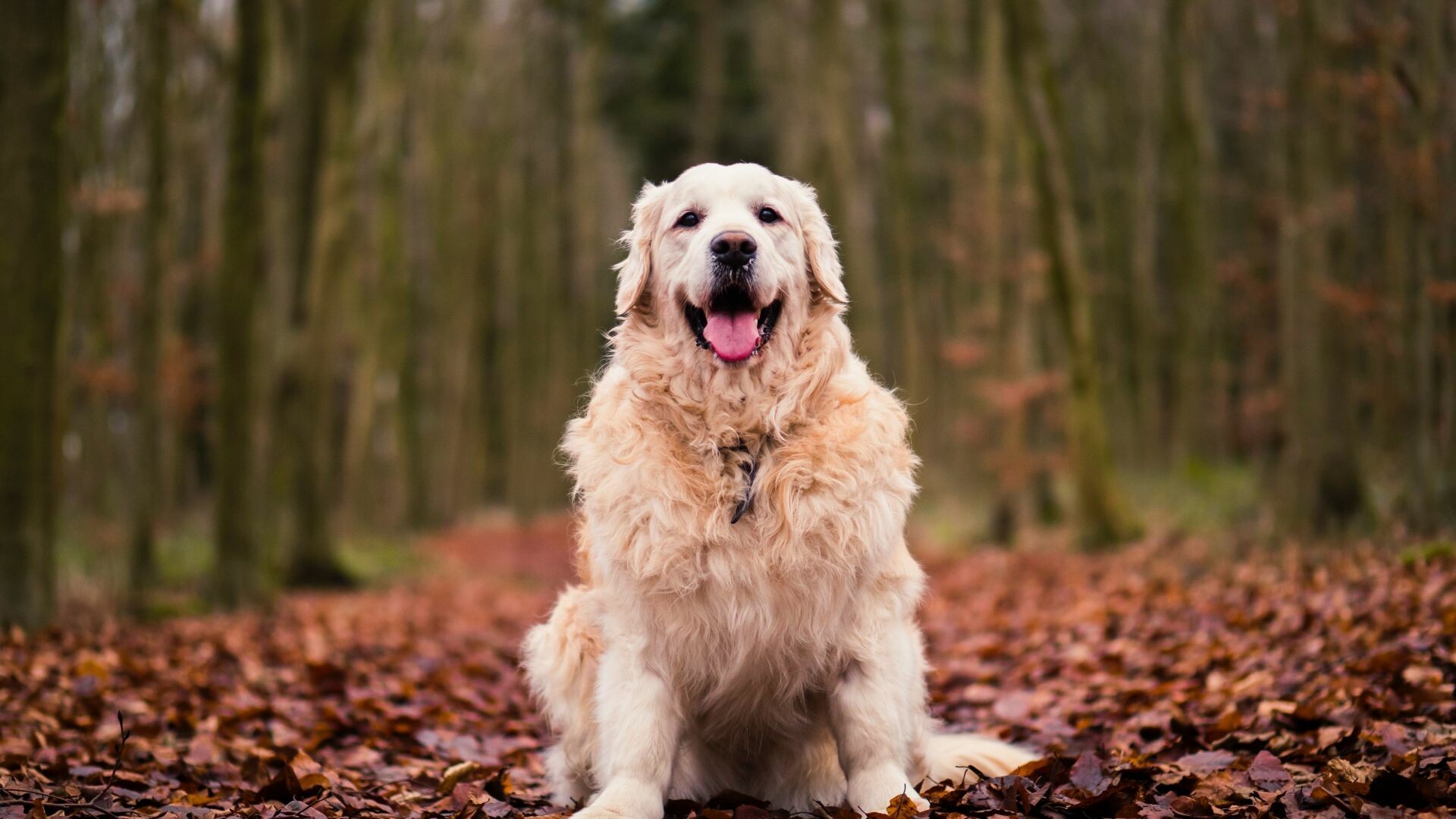 Autumn foliage, Golden Retrievers Wallpaper, 1920x1080 Full HD Desktop
