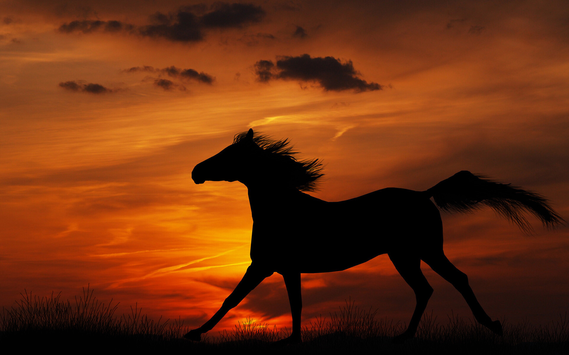 Running Horse Silhouette, Orange Sunset, Dark Grass, HD PC Wallpaper