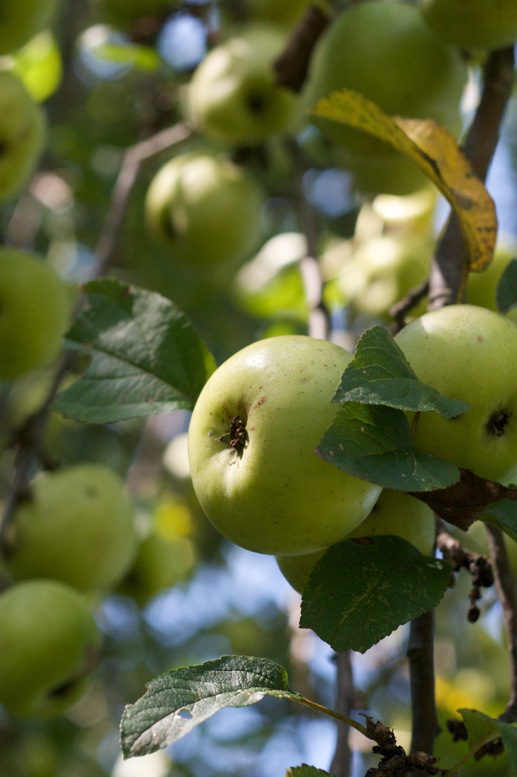 Download, Apple tree, Nature's marvel, Scenic beauty, 1770x2650 HD Phone