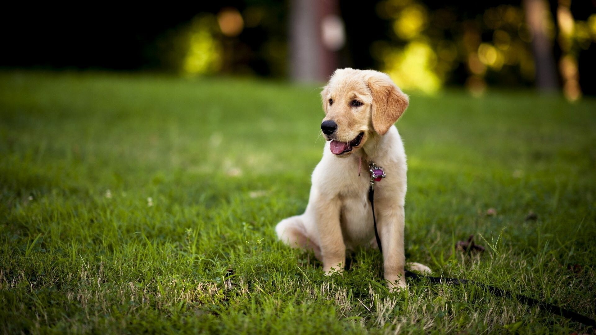 Labrador Retriever puppy wallpapers, Adorable puppies, Lovable companions, Endearing images, 1920x1080 Full HD Desktop