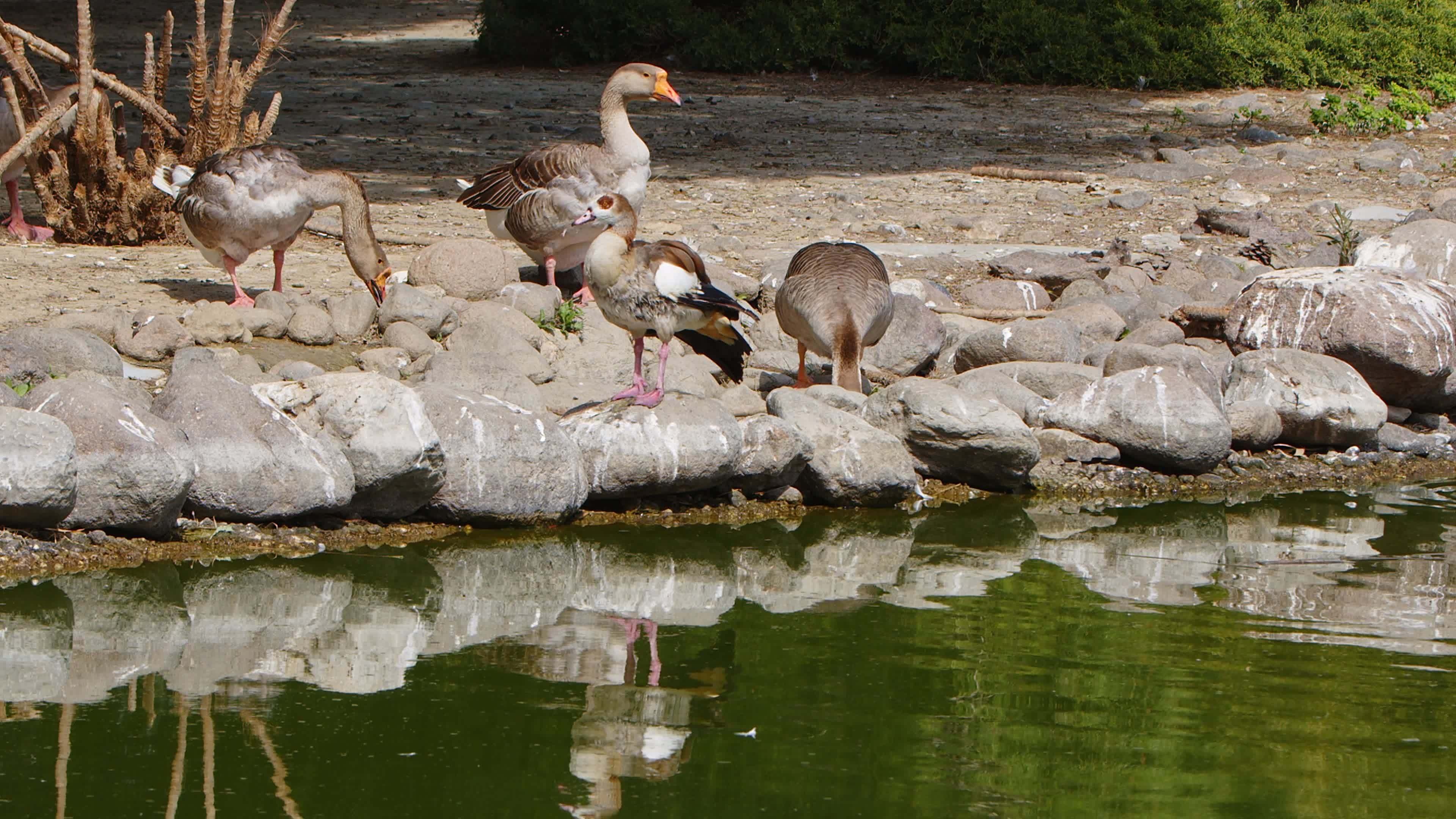 Greylag goose, Nature footage, Serene environment, Stock video, 3840x2160 4K Desktop