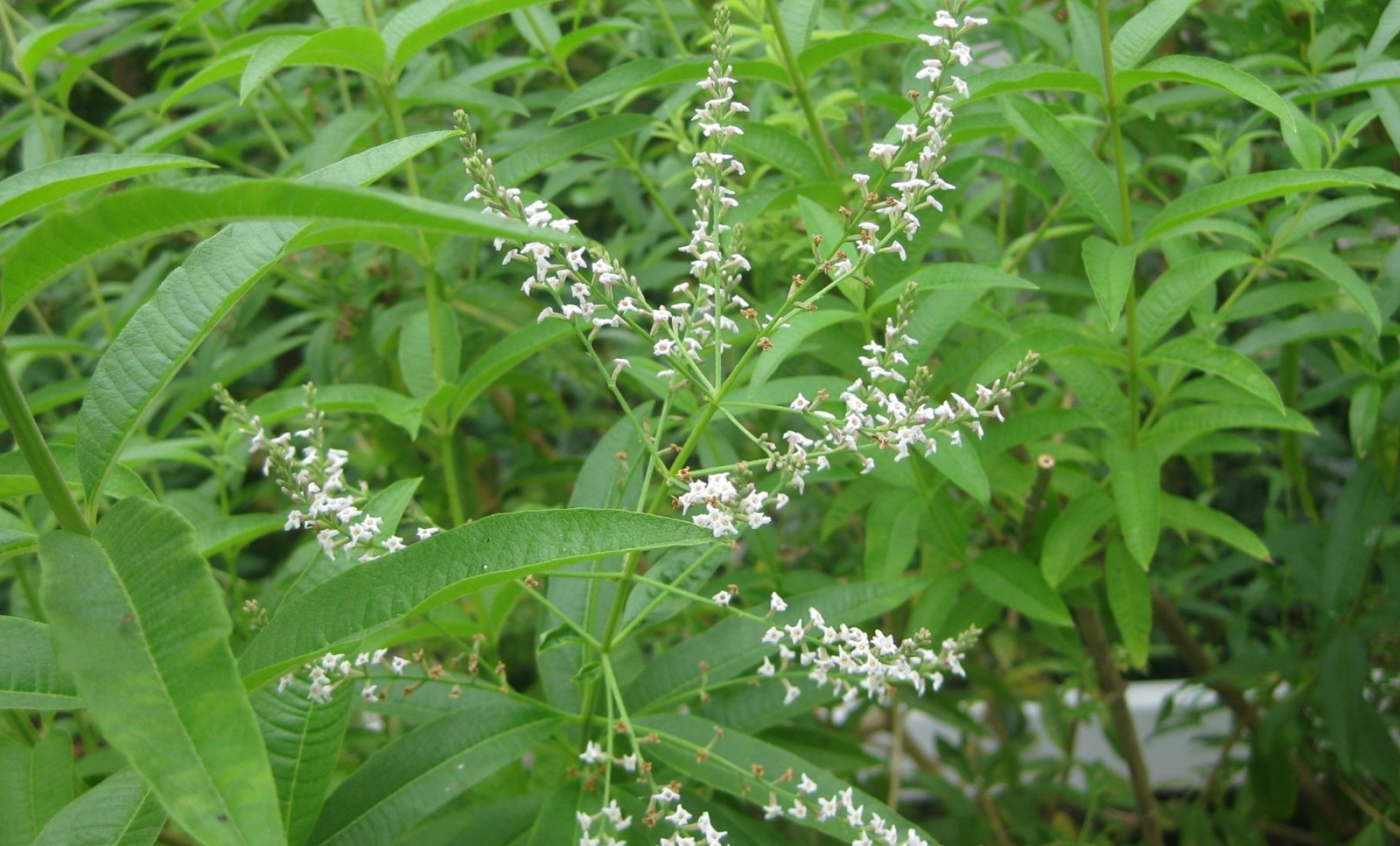 Lemon Verbena, Garden essential, Orange County favorite, Beauty and fragrance, 2000x1210 HD Desktop