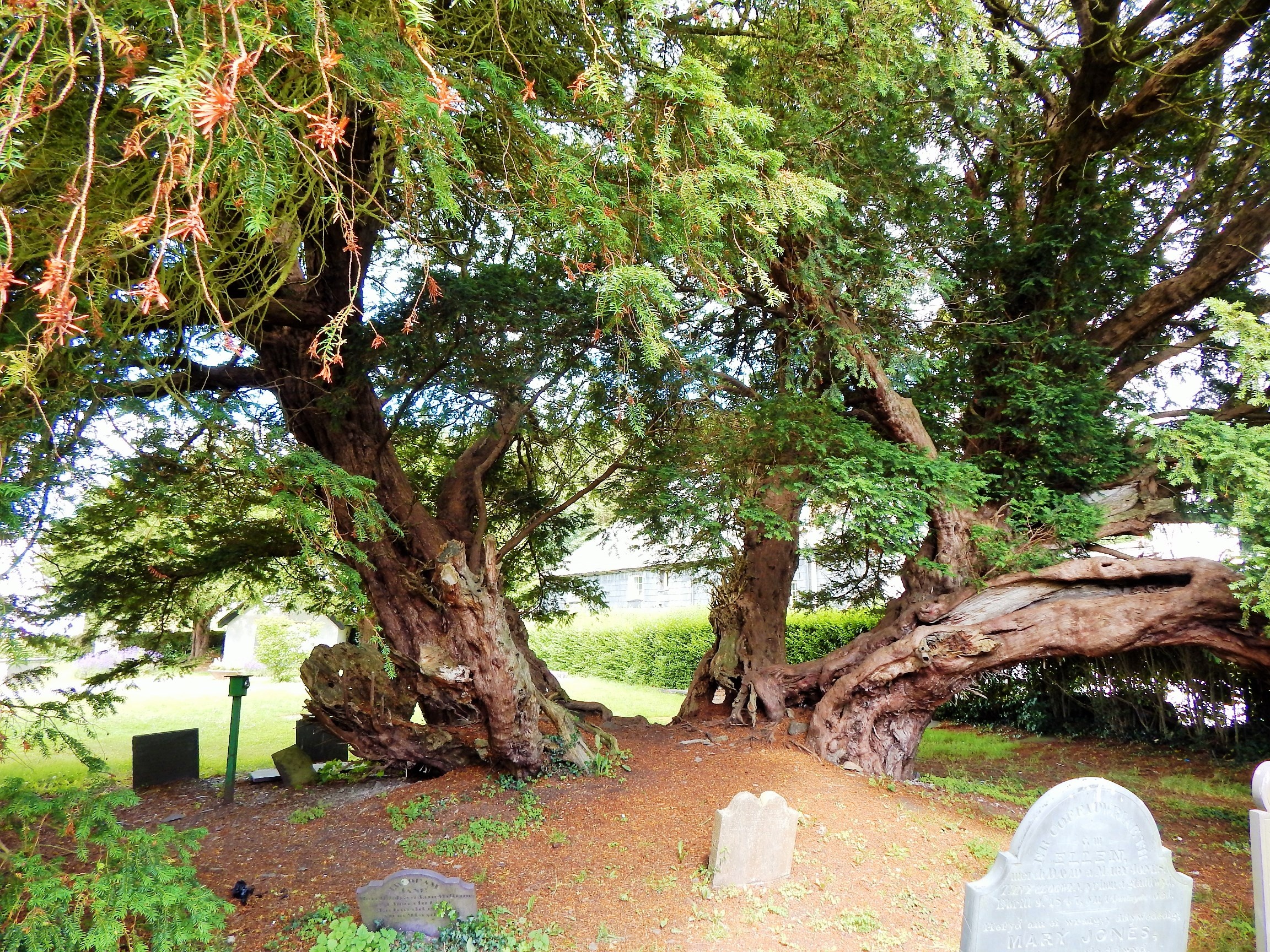 Wales ancient yew trees, Nikki Logan, 2310x1730 HD Desktop