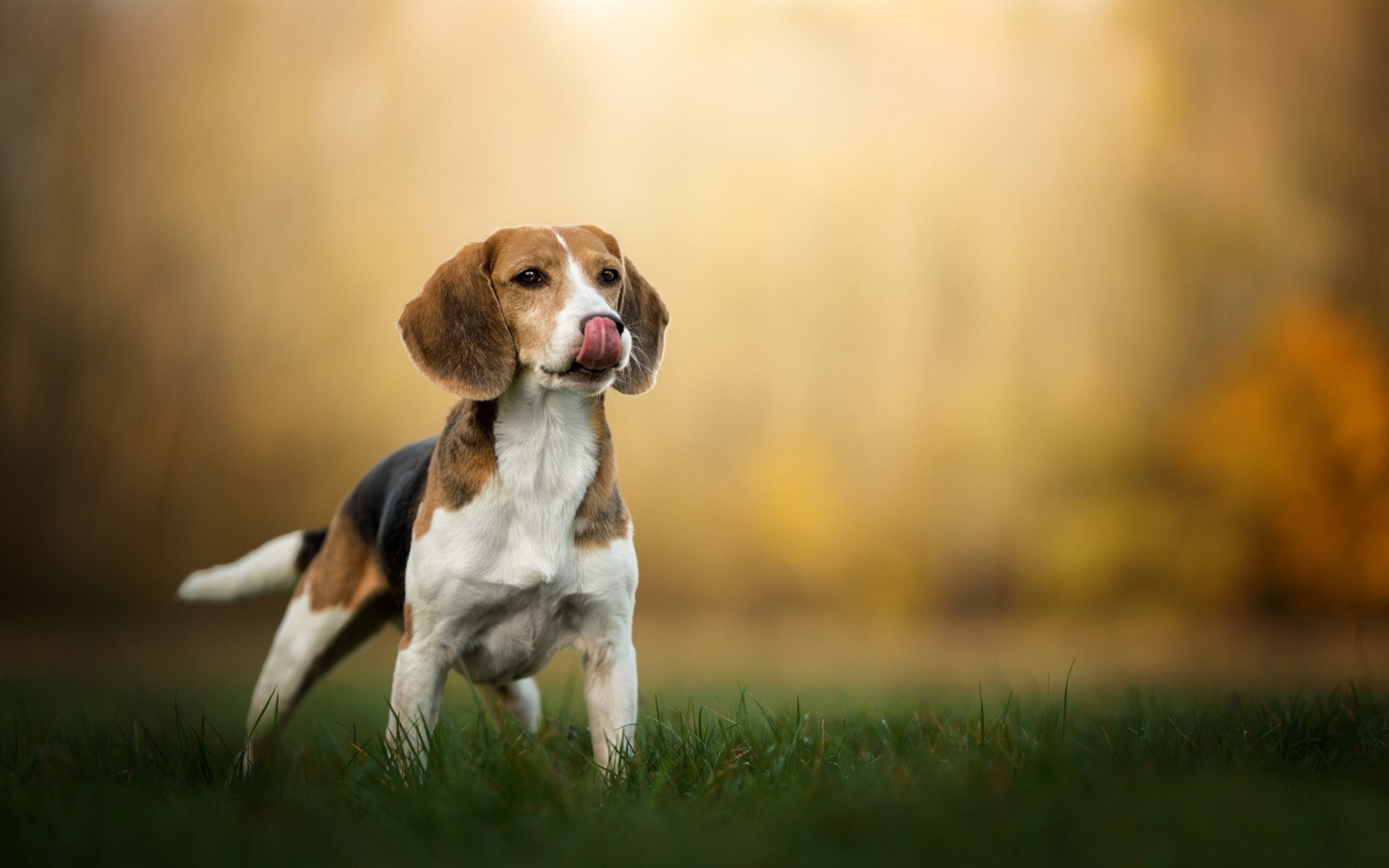 Beagle, Photography perfection, Cute tongue-out moment, Dogs in nature, 1920x1200 HD Desktop