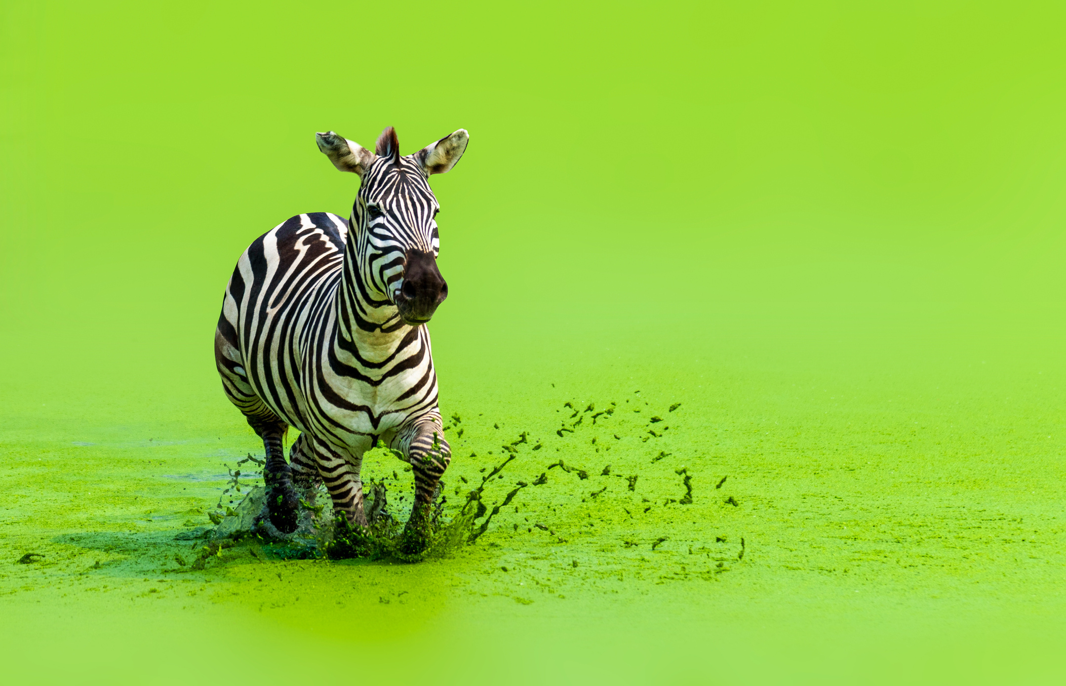 Embracing zebra characteristics, Business analogy, Startups with diverse solutions, Zebras as unique entities, 2160x1390 HD Desktop