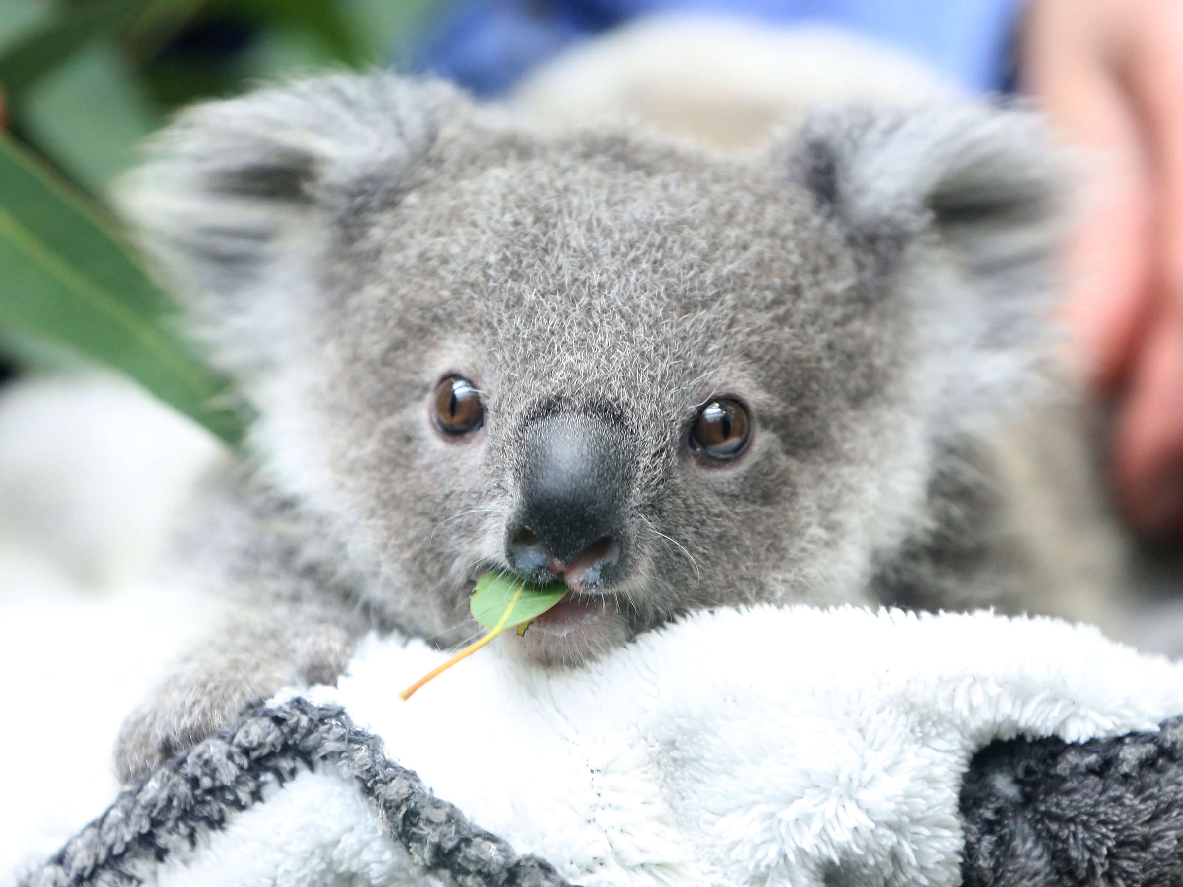 Baby, Koalas Wallpaper, 2400x1800 HD Desktop