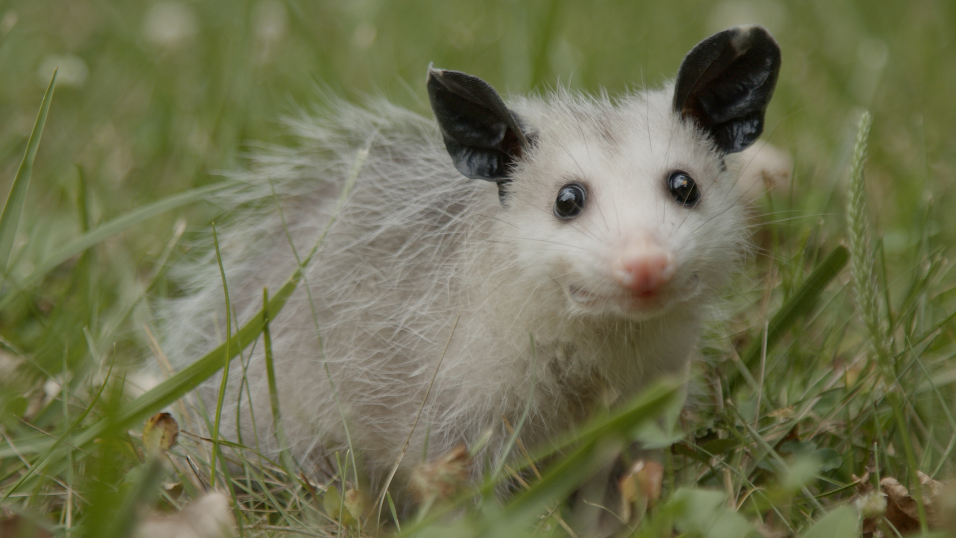 Nature mythbusting, Opossum fun facts, Backyard encounters, PBS nature series, 1920x1080 Full HD Desktop