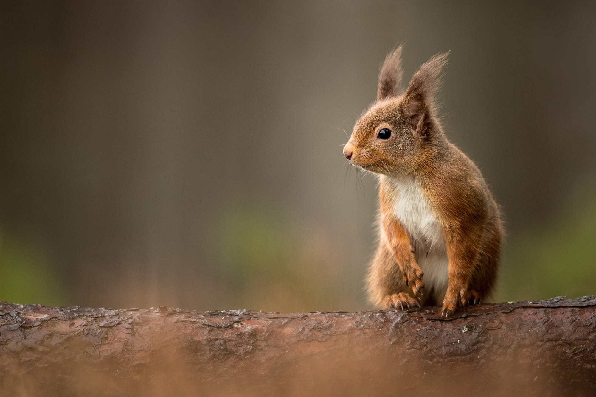 Squirrel HD wallpaper, Rodent photography, High-definition imagery, HD quality, 2000x1340 HD Desktop