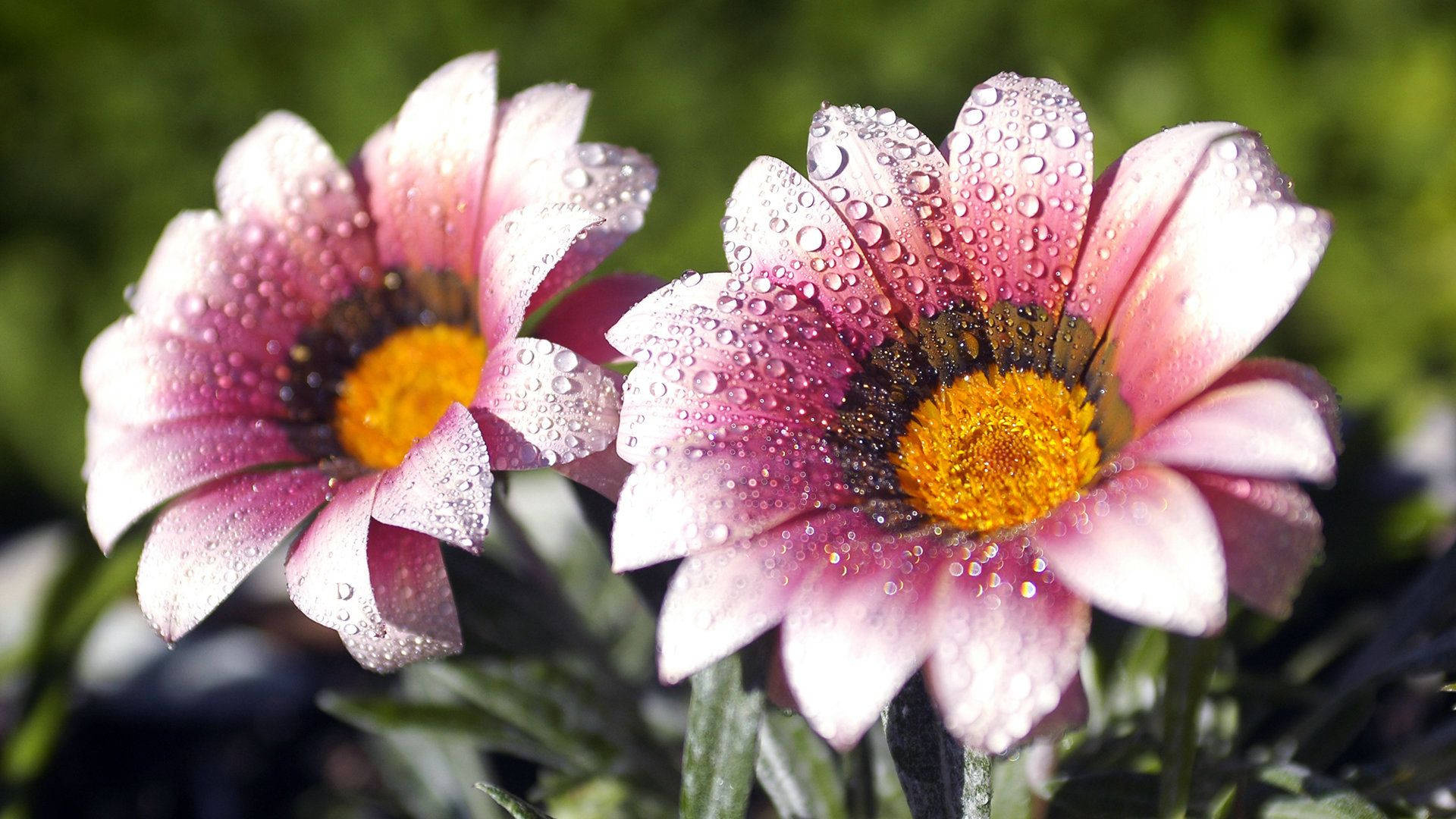 Gazania, Beautiful Backgrounds Wallpaper, 1920x1080 Full HD Desktop