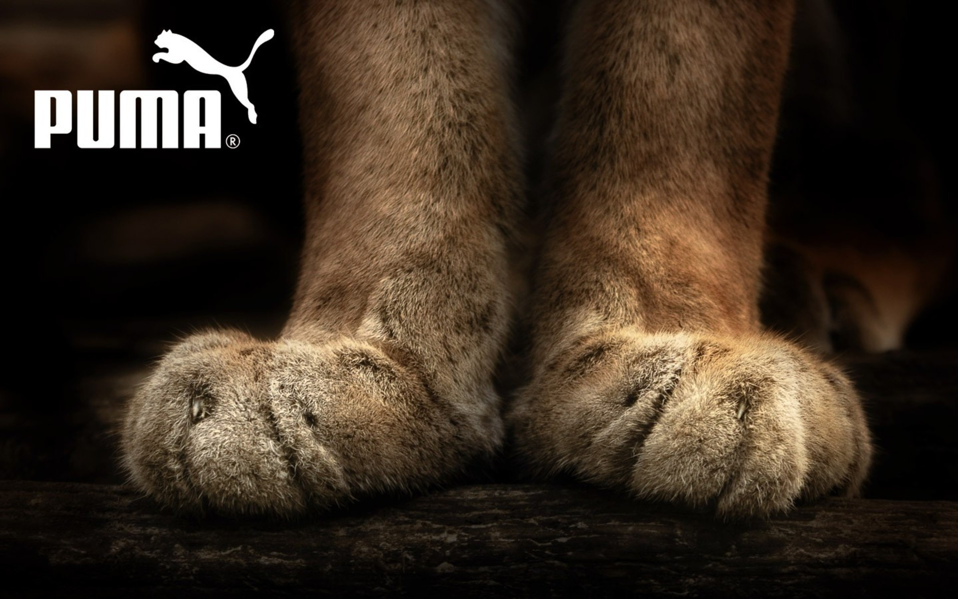 Puma, Wallpapers, 1920x1200 HD Desktop