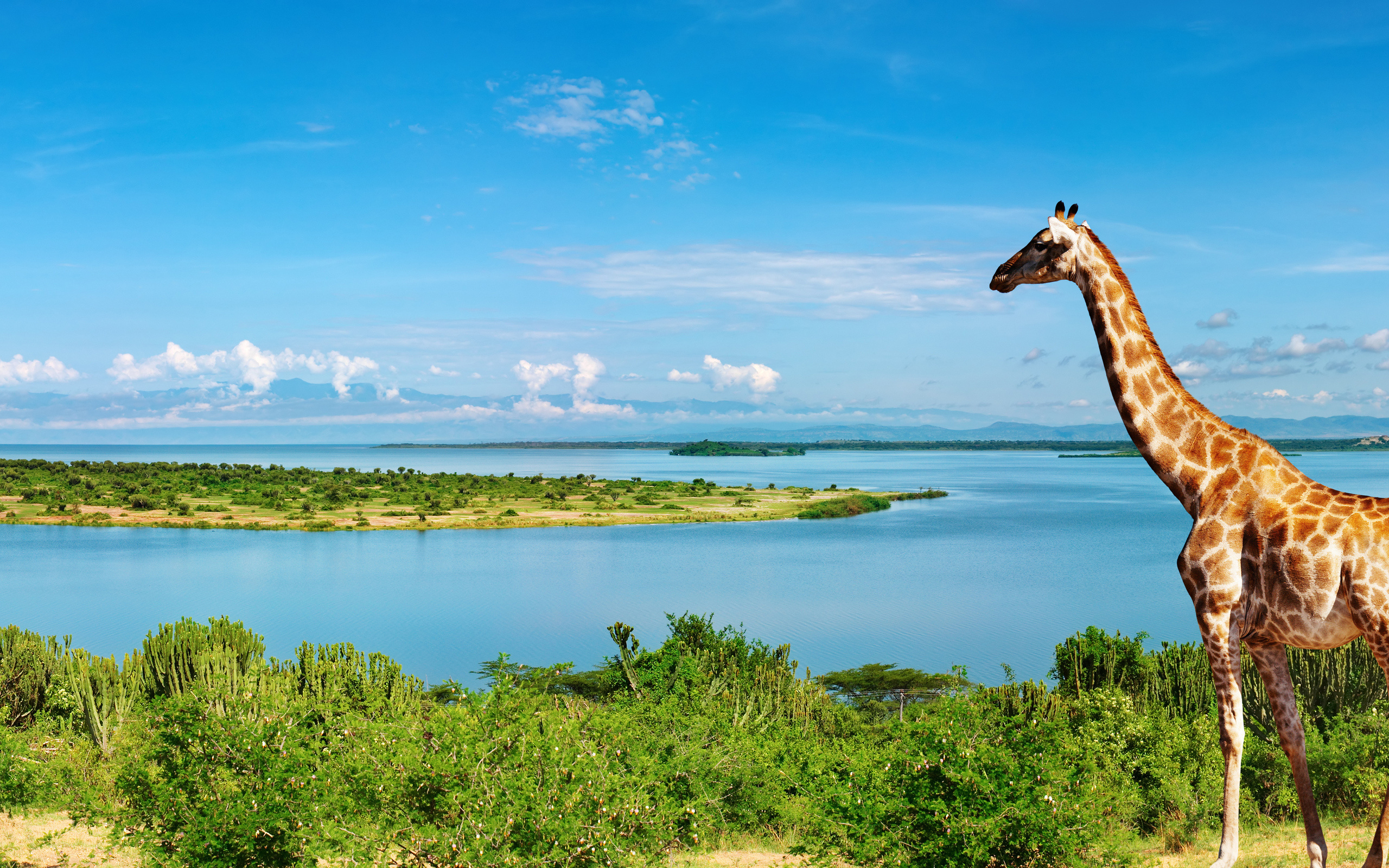 Breathtaking Ultra HD giraffe, Nile River calmness, Serene beauty, Nature's masterpiece, 2560x1600 HD Desktop