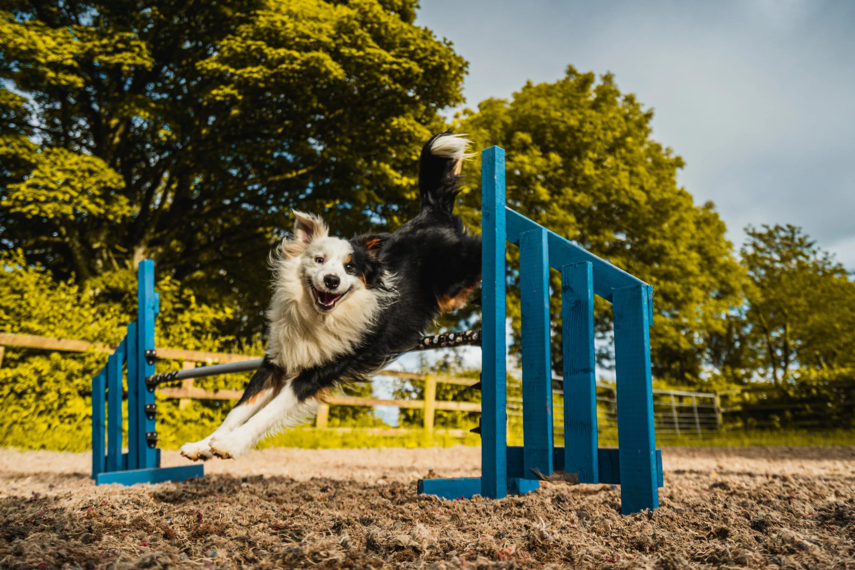 Dog sports, Causeway dog training, Training for sports, Training dogs, 3000x2000 HD Desktop