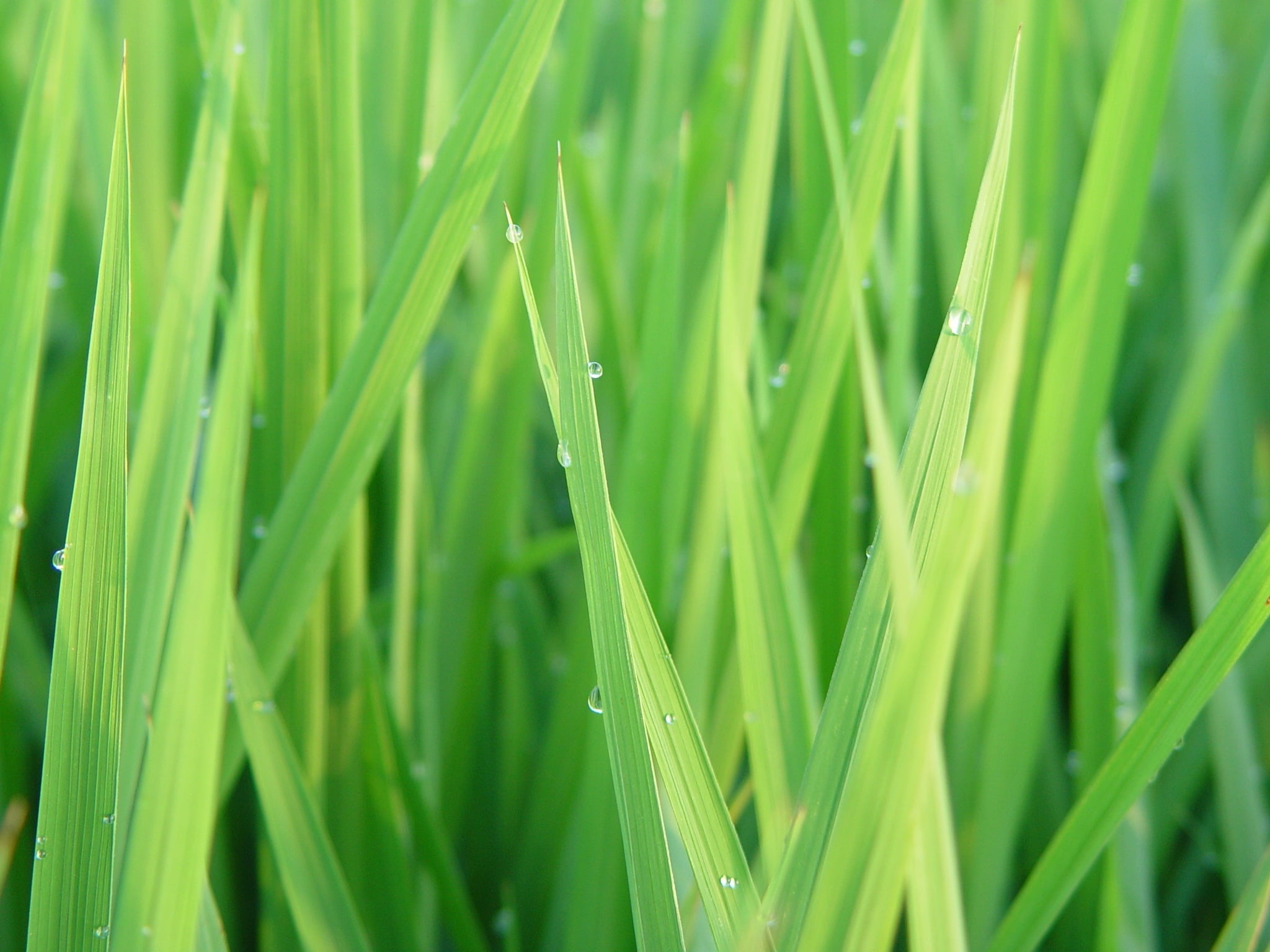 Close-up grass photo, Green linear grass, Nature's details, Vibrant wallpaper, 2050x1540 HD Desktop