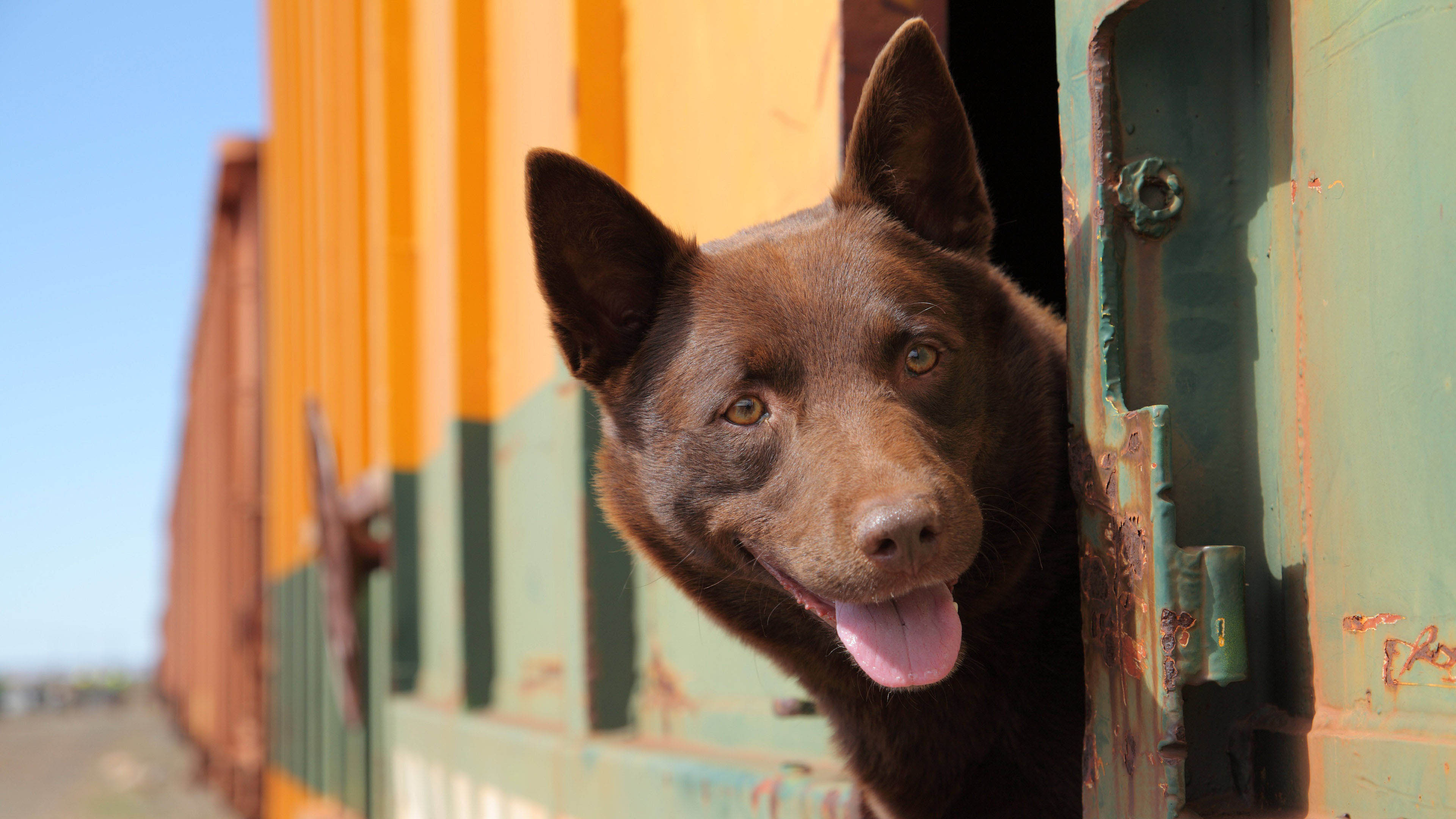 Traveling with dogs, Train journeys, Pet-friendly adventures, Exploring together, 3840x2160 4K Desktop