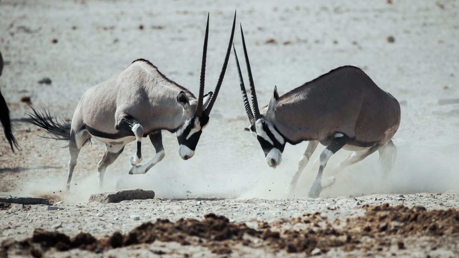 Namibian camping, Budget adventure, Namibia exploration, Authentic safari, 1920x1080 Full HD Desktop