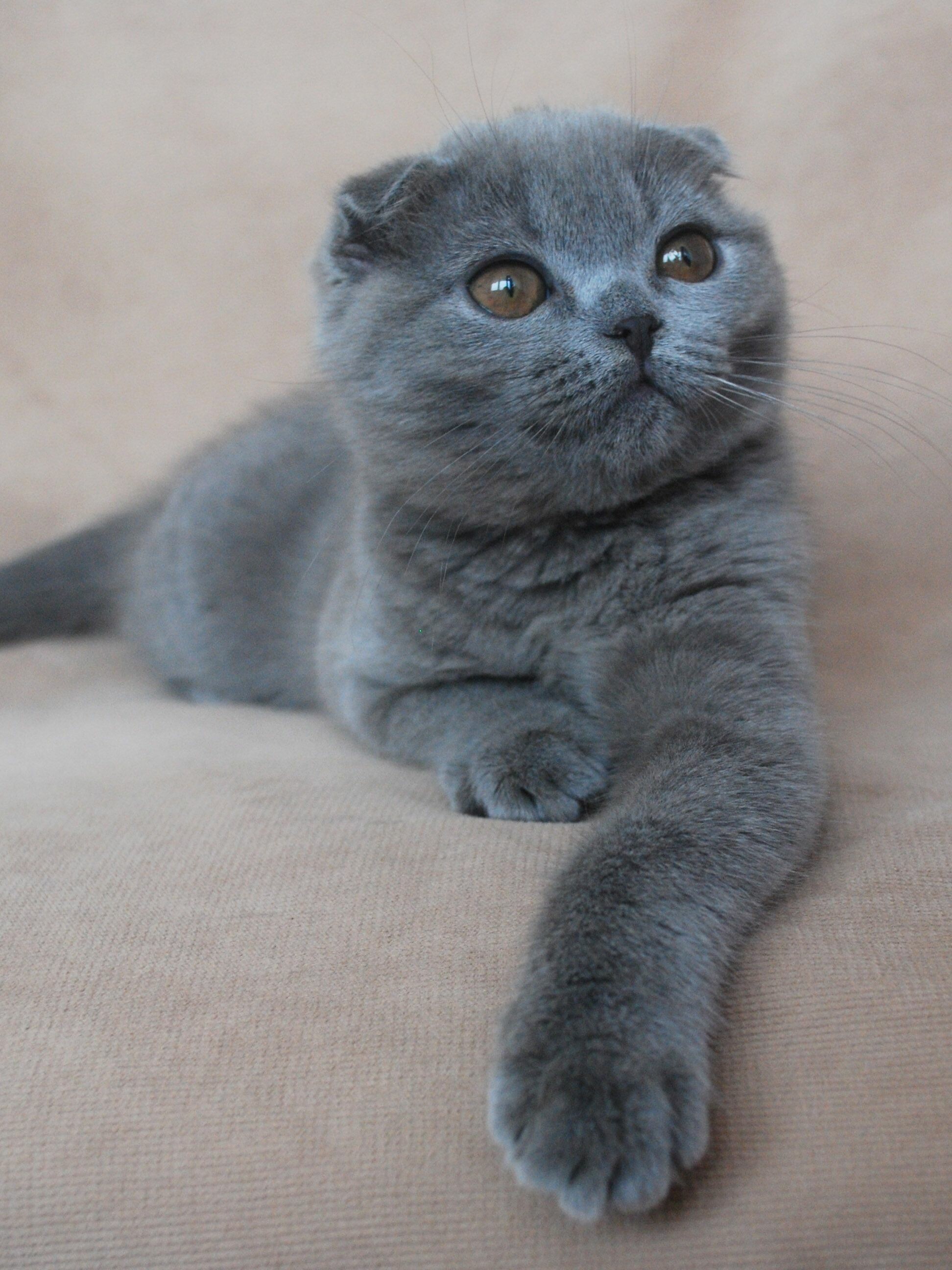 Scottish Fold, Beautiful cat, Orange eyes, HD image, 1950x2600 HD Phone