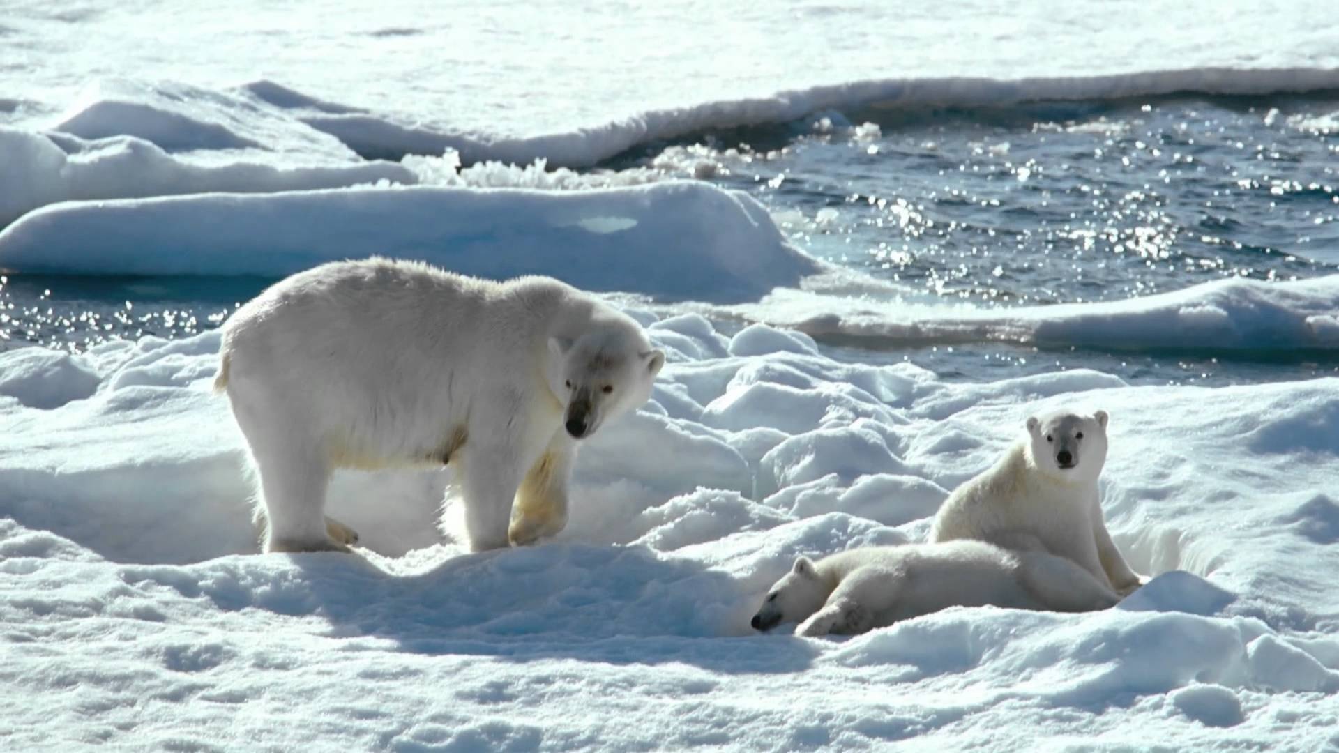 To the Arctic, Movie HQ, 4K pictures, 2019 release, 1920x1080 Full HD Desktop