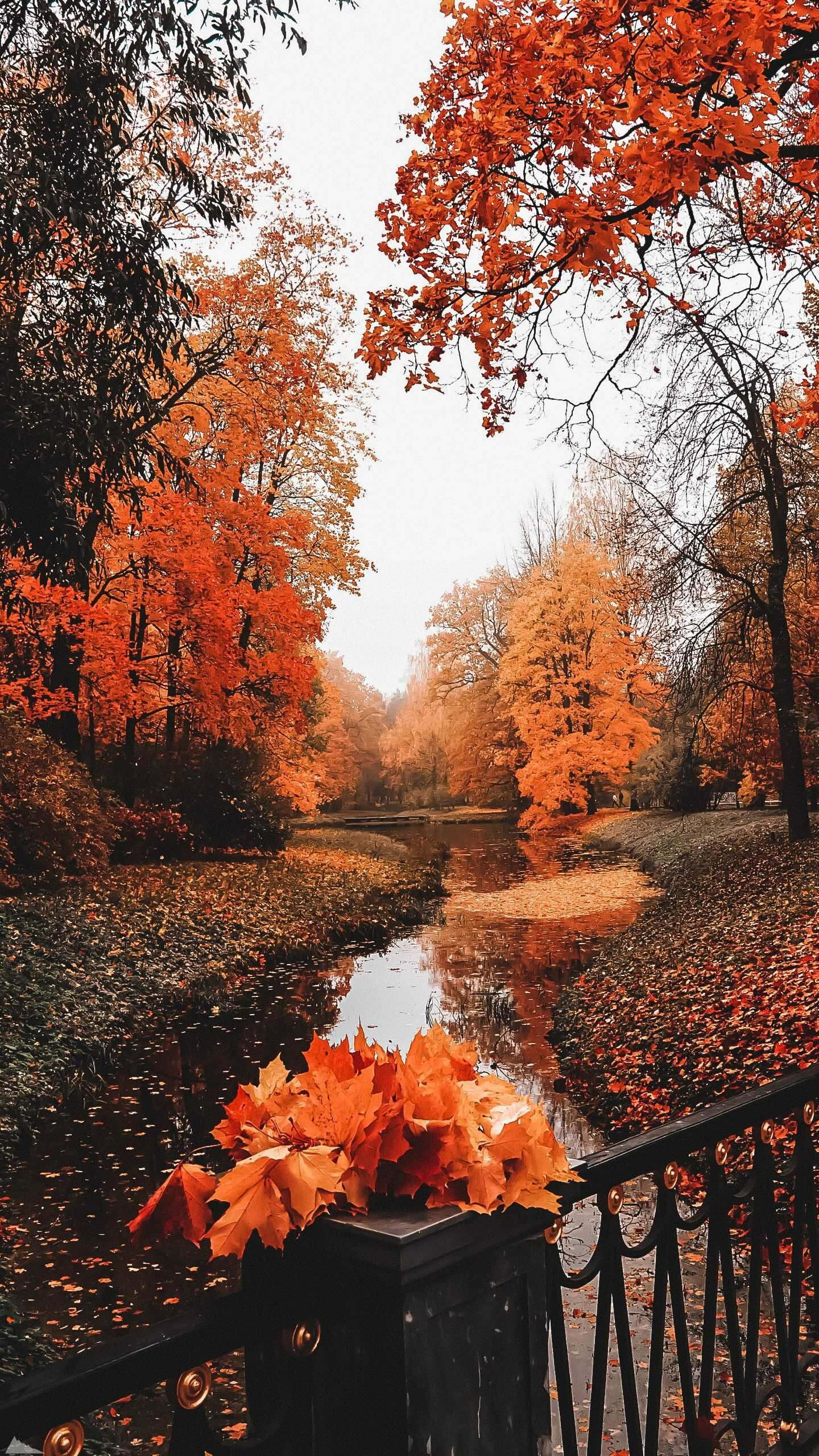Autumn art, Wallpaper sun, Nature's beauty, Seasonal inspiration, 1440x2560 HD Phone