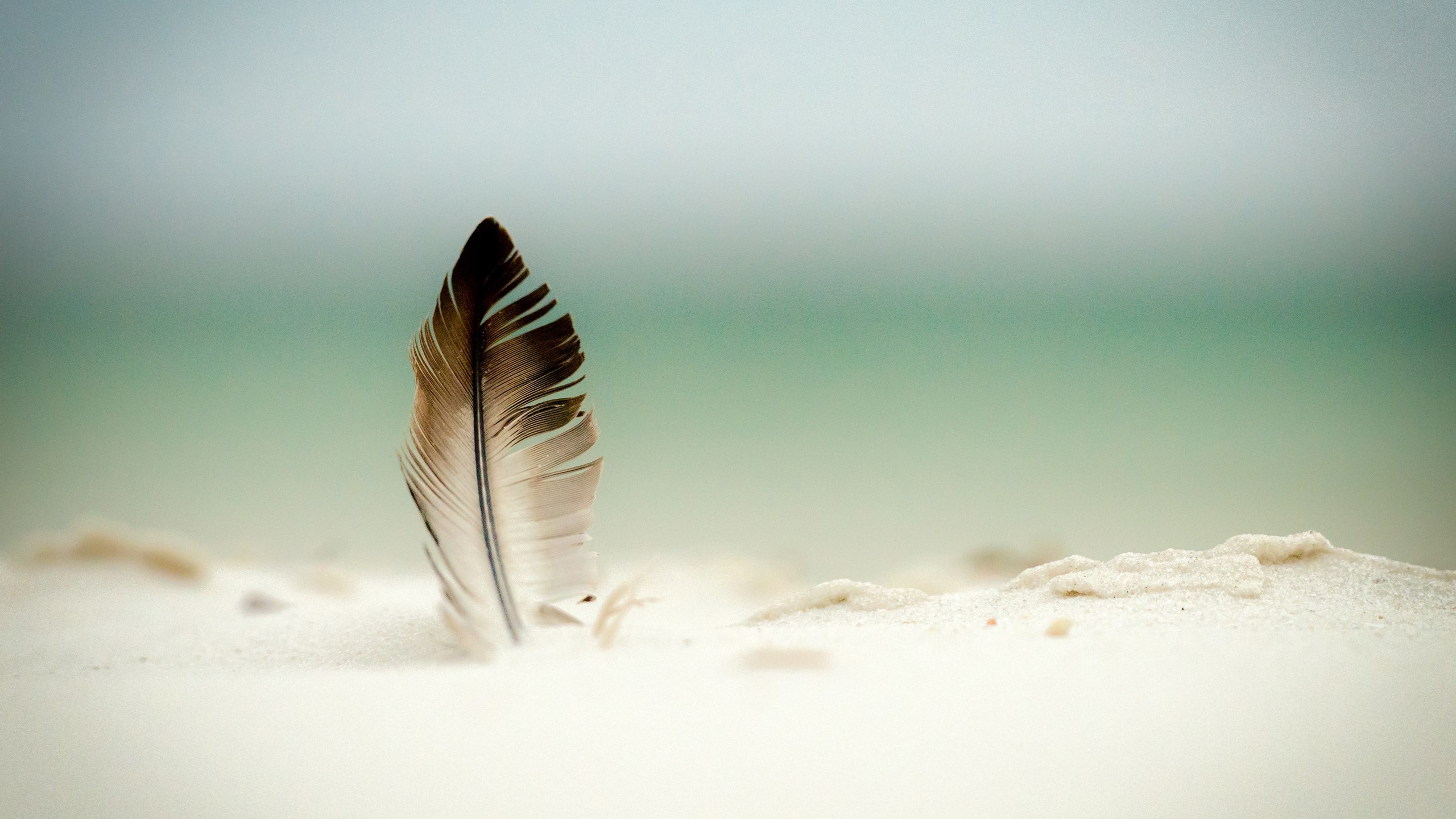 Feather beauty, HD pictures, Vibrant colors, Desktop wallpaper, 2560x1440 HD Desktop