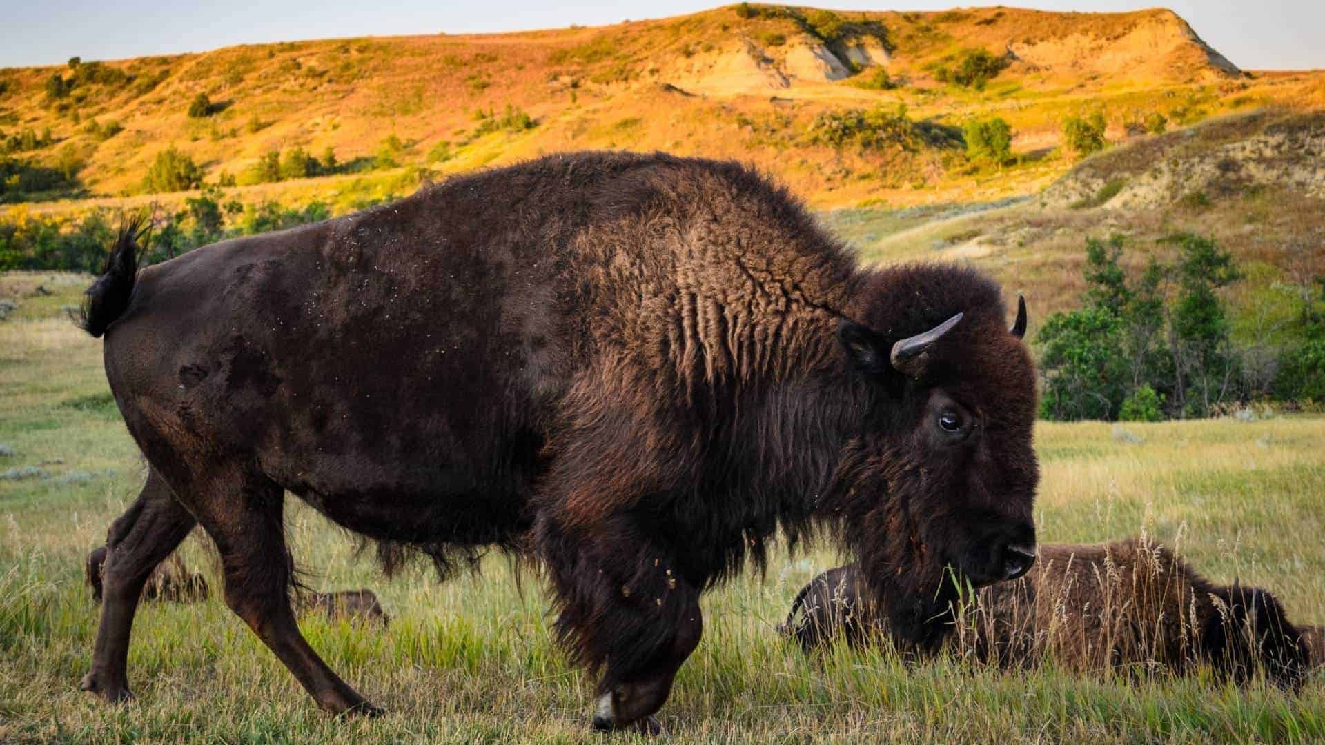 North Dakota, Family vacations, Fun things to do, Facts, 1920x1080 Full HD Desktop