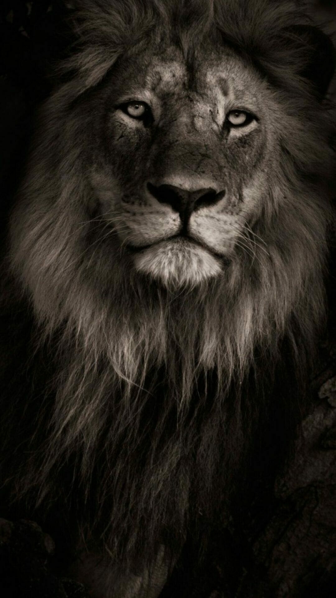 Lion mobile wallpaper, High definition mobile background, Versatile download, Captivating visuals, 1080x1920 Full HD Phone