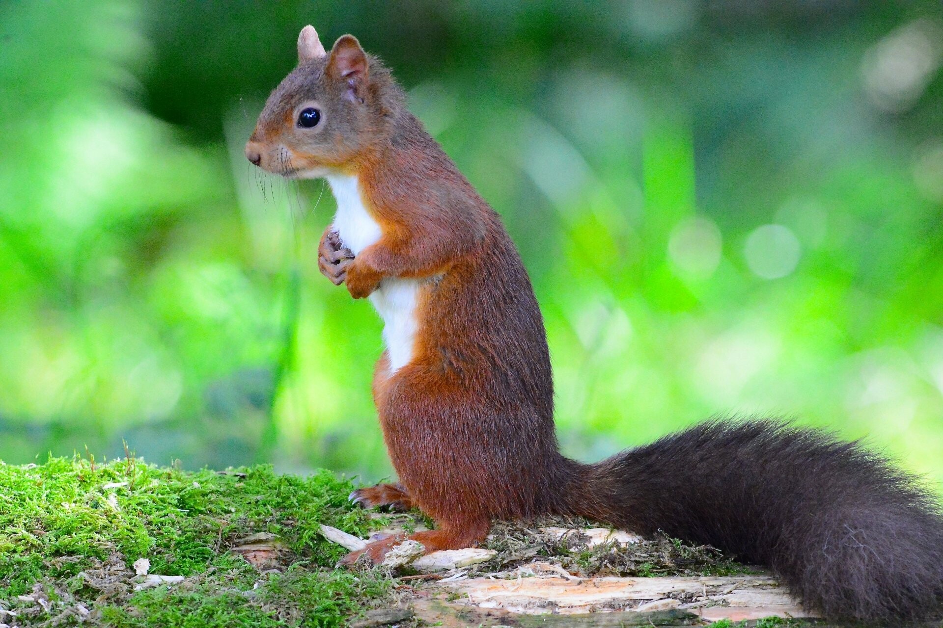 Red squirrel beauty, 4K ultra HD, Background perfection, Nature's wonder, 1920x1280 HD Desktop