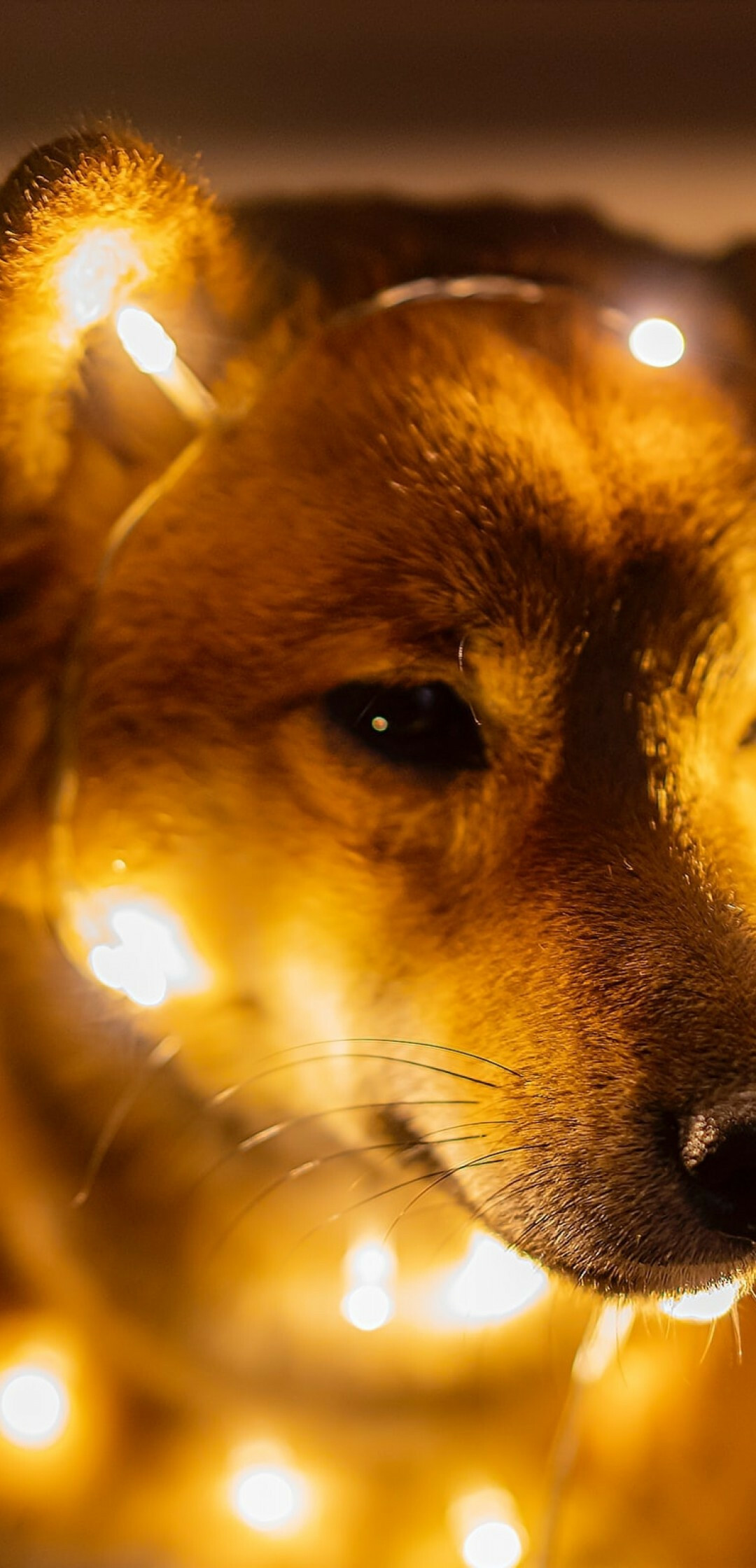 Shiba Inu, Cute puppy, Lights muzzle, 1080x2240 HD Phone