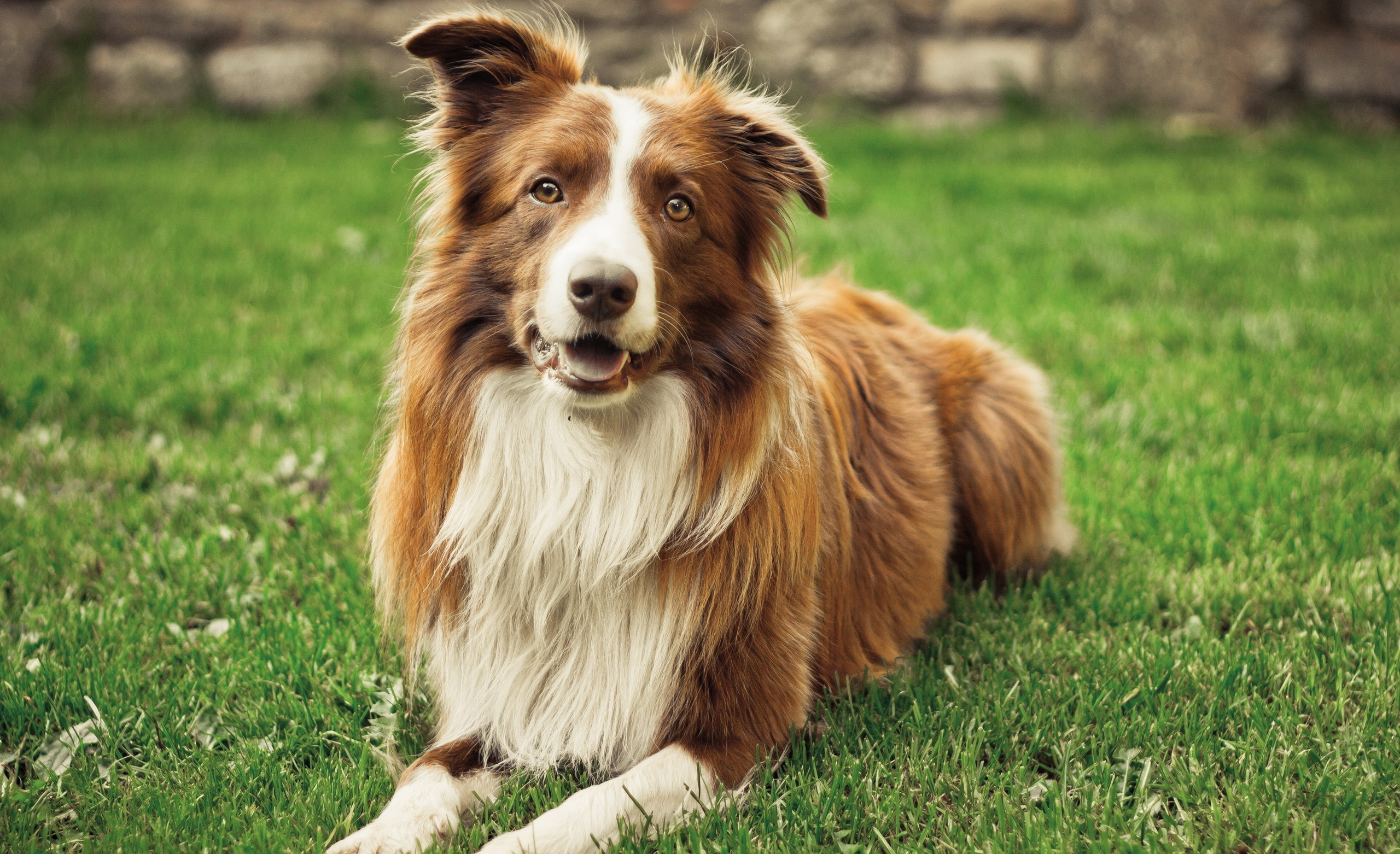 Adorable Collie, HD cuteness overload, Dog's playful expression, Energetic pet, 2560x1570 HD Desktop