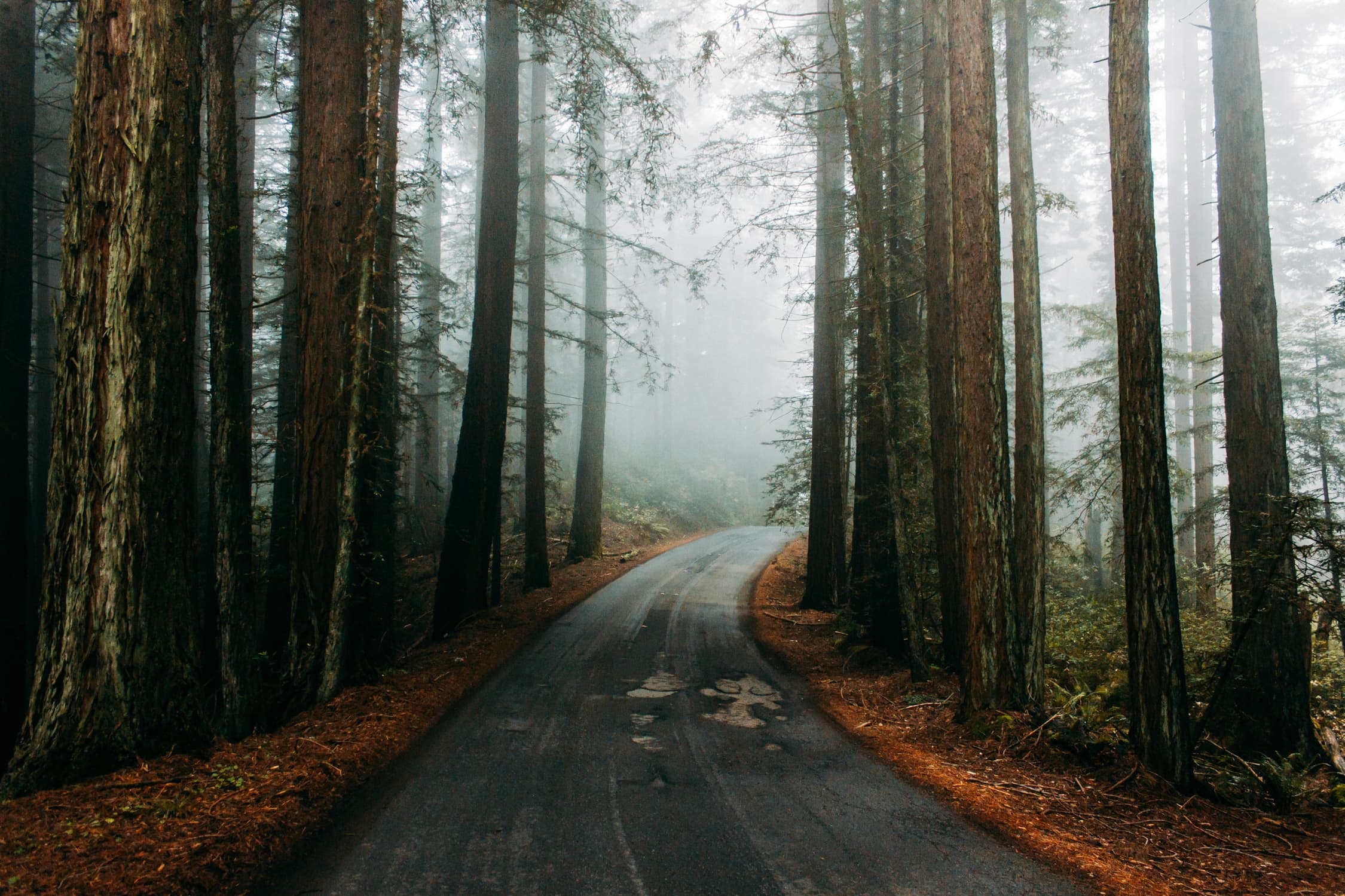 Redwood National Park, Elope in 2022, Romantic destination, Intimate ceremony, 2250x1500 HD Desktop