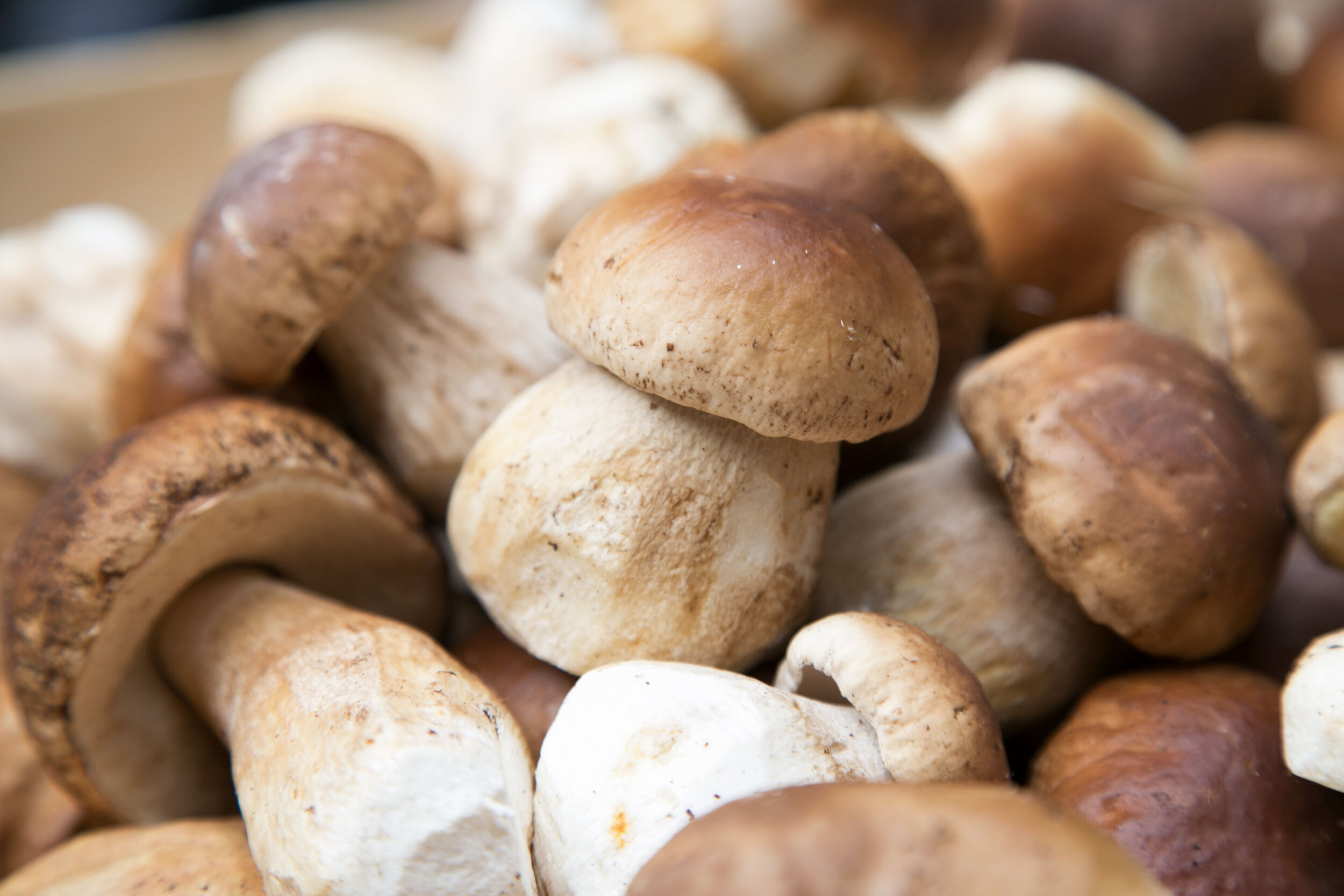 Cep porcini, The Wild Room, Mushroom delicacy, Woodland harvest, 2500x1670 HD Desktop