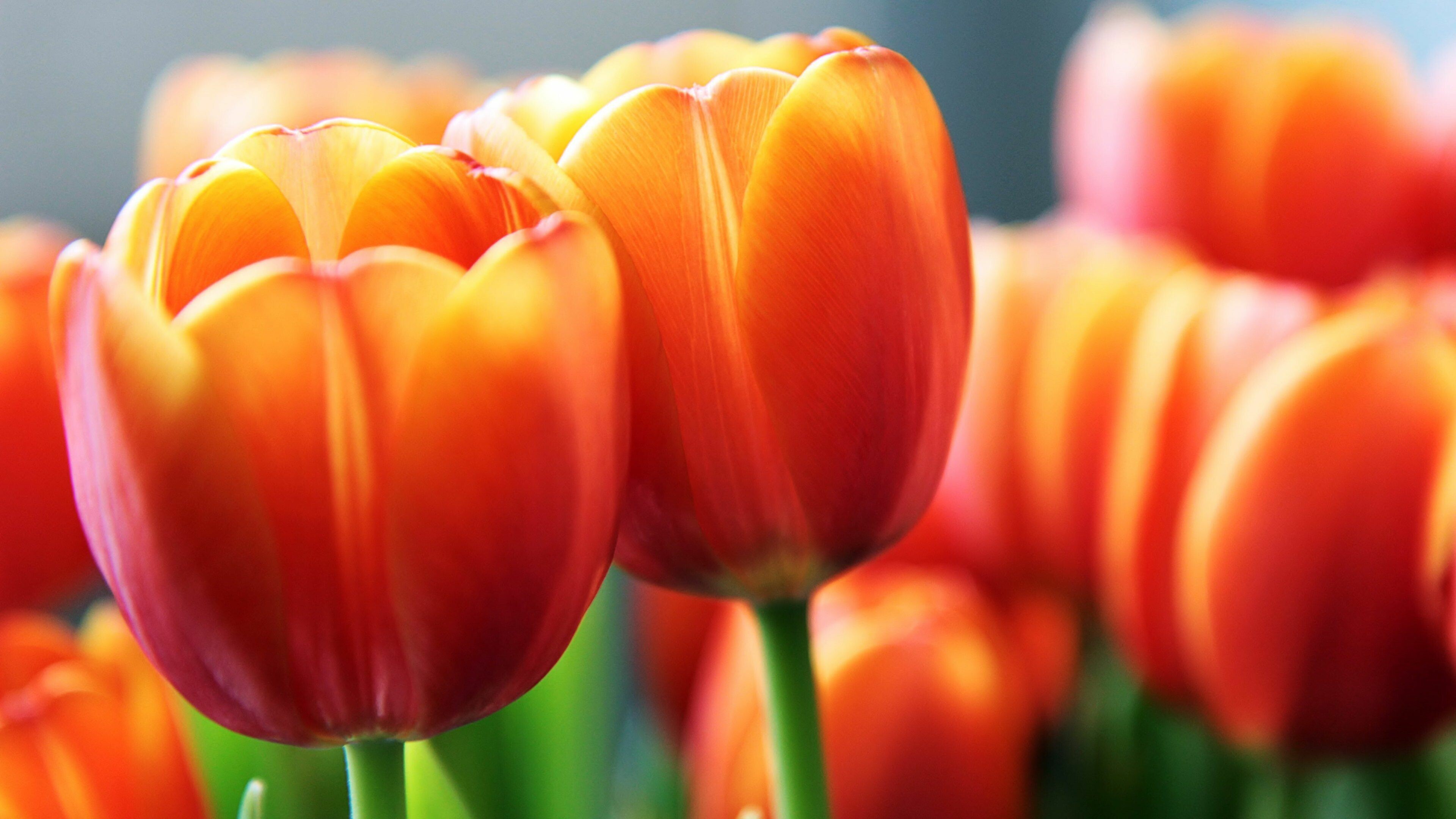 Orange tulip delight, Wide flower wallpaper, Nature's vibrant display, Blooming beauty, 3840x2160 4K Desktop