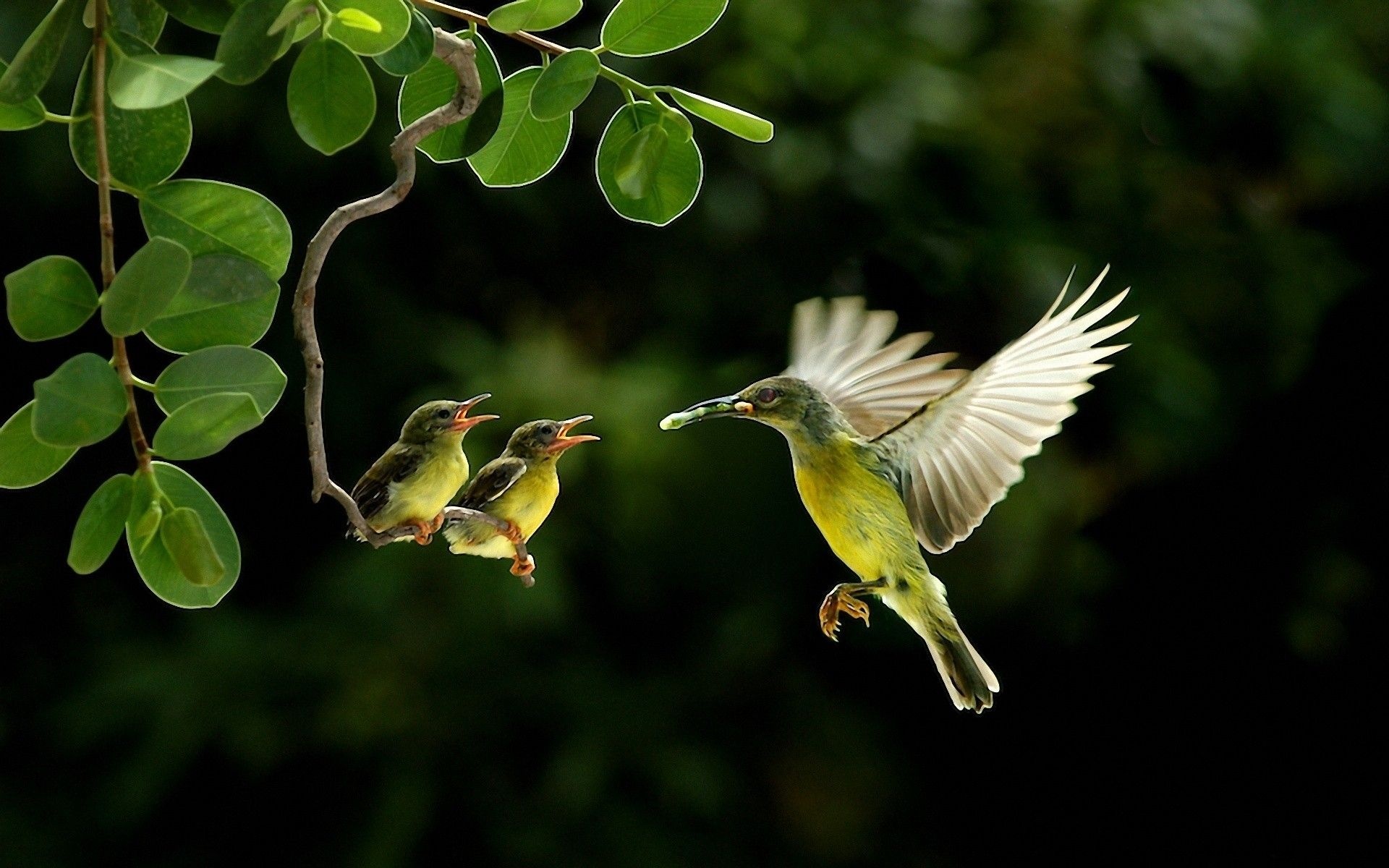 Brown-throated Sunbird, Hummingbirds Wallpaper, 1920x1200 HD Desktop