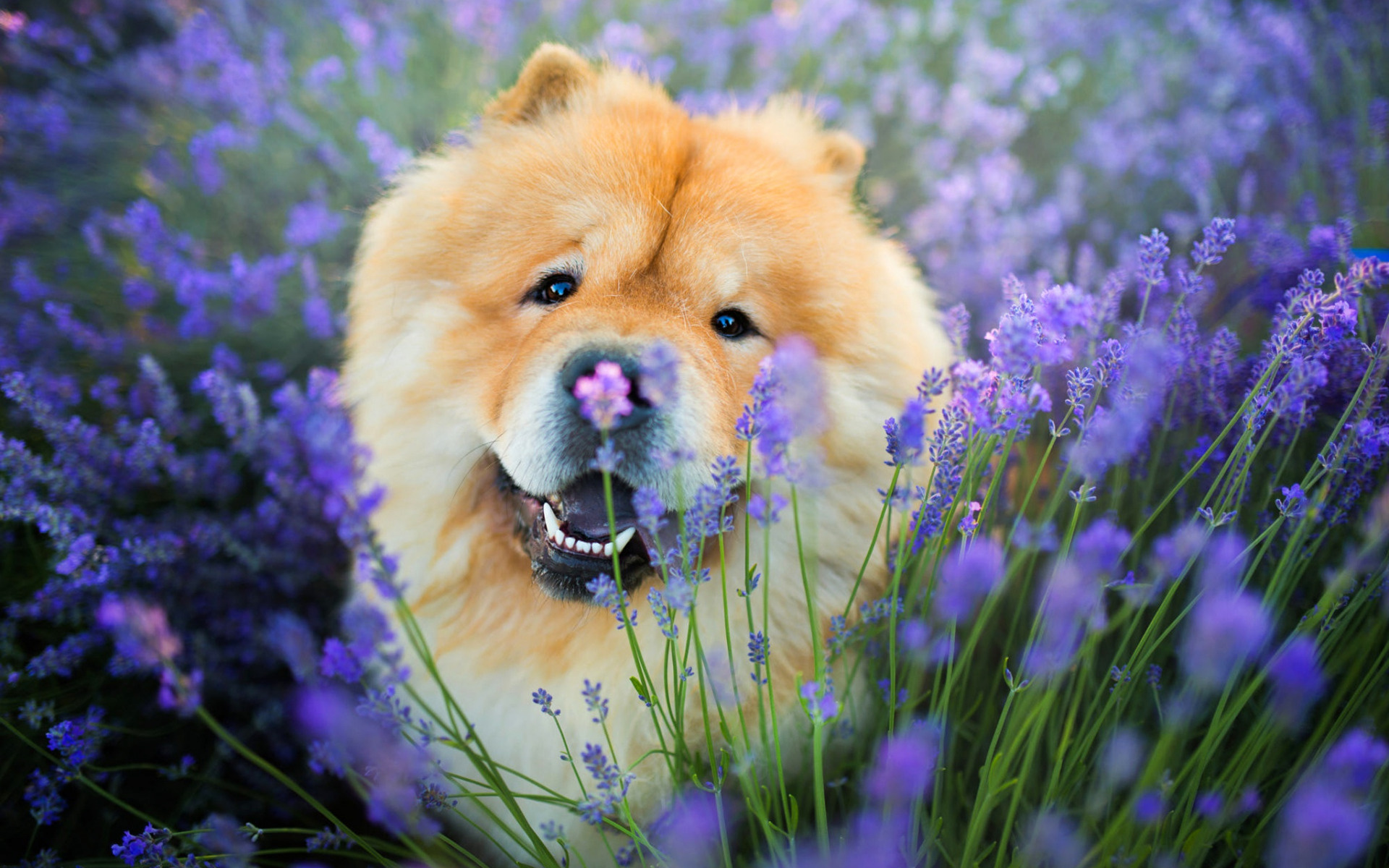 Chow Chow, Purple, Big sale, 1920x1200 HD Desktop