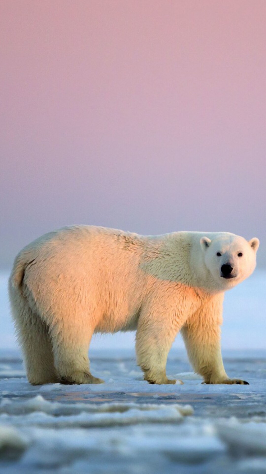 Polar bear, iPhone wallpaper, Captivating image, Arctic grace, 1080x1920 Full HD Phone