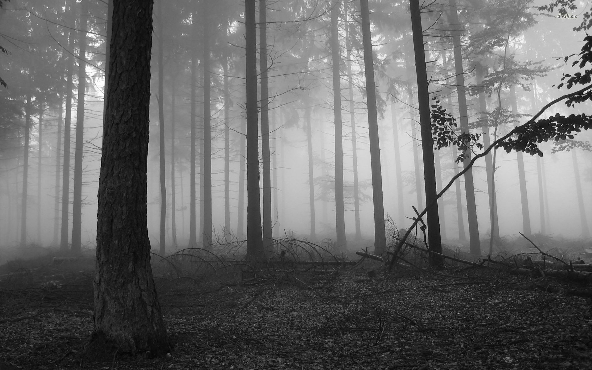 dense foggy pine forest, rough bark tree trunk, fallen deadwood branches, HD Desktop wallpaper