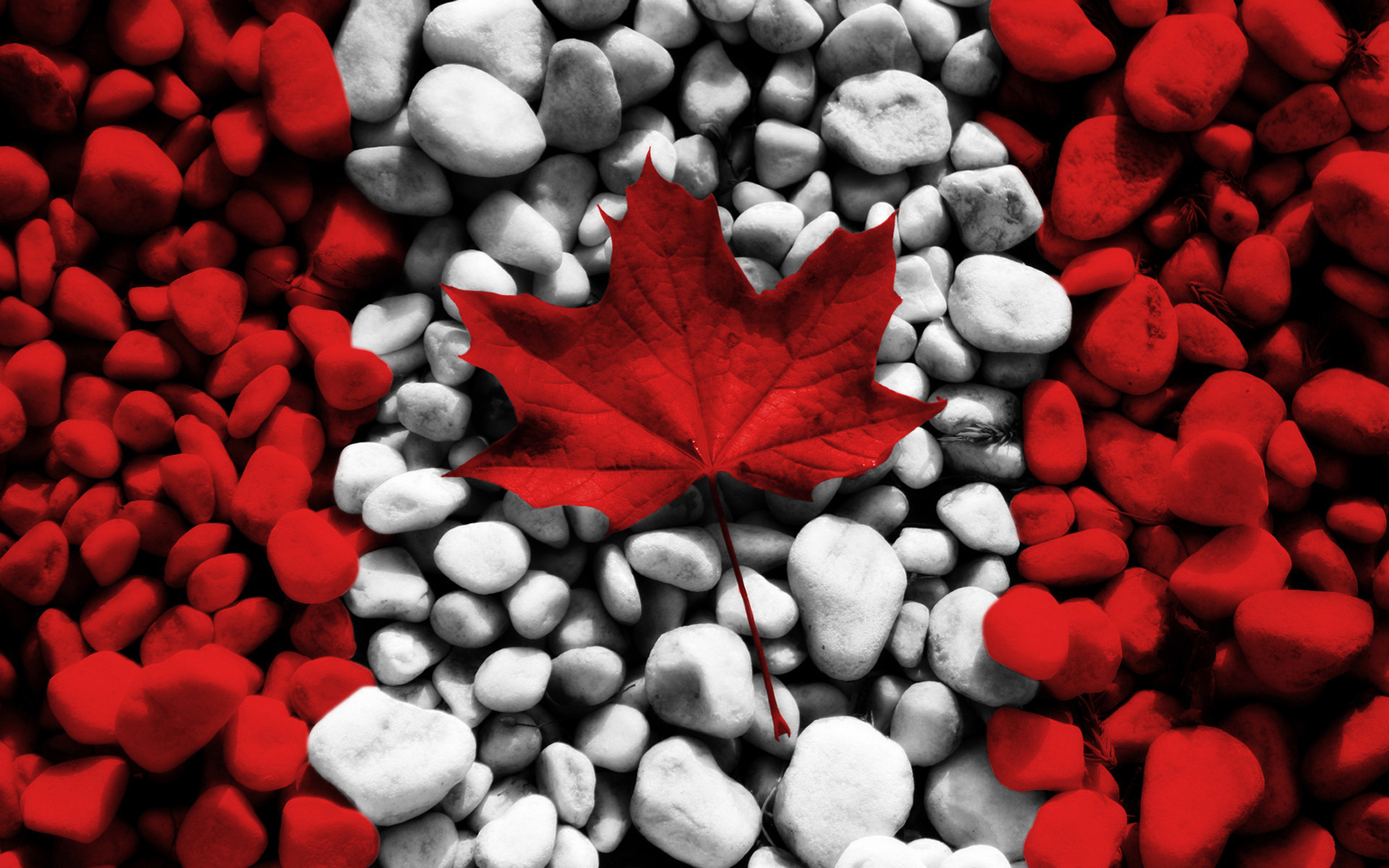 Rocks, Maple Leaves Wallpaper, 1920x1200 HD Desktop