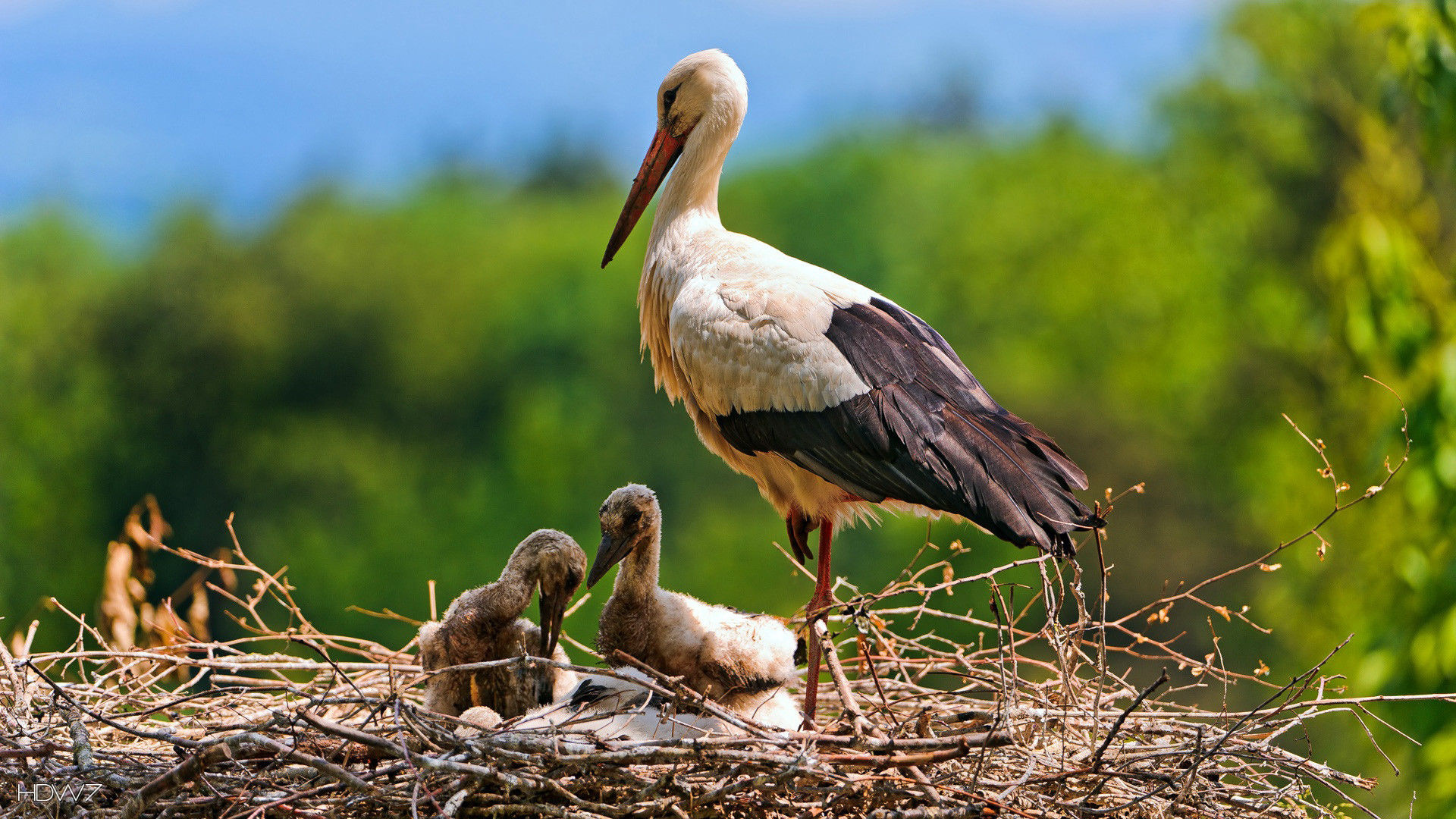 Stork family, Delightful wallpaper, Heartwarming scene, Complementary devices, 1920x1080 Full HD Desktop