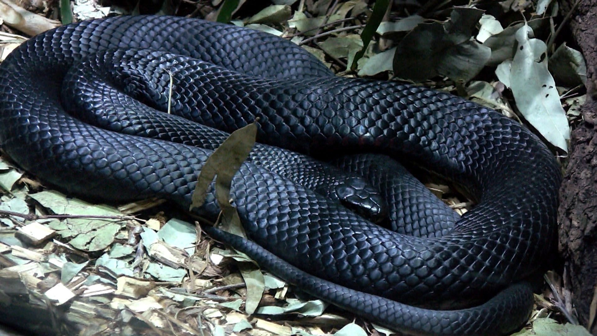 Black Mamba, Black snake, Snake wallpaper, Snake, 1920x1080 Full HD Desktop