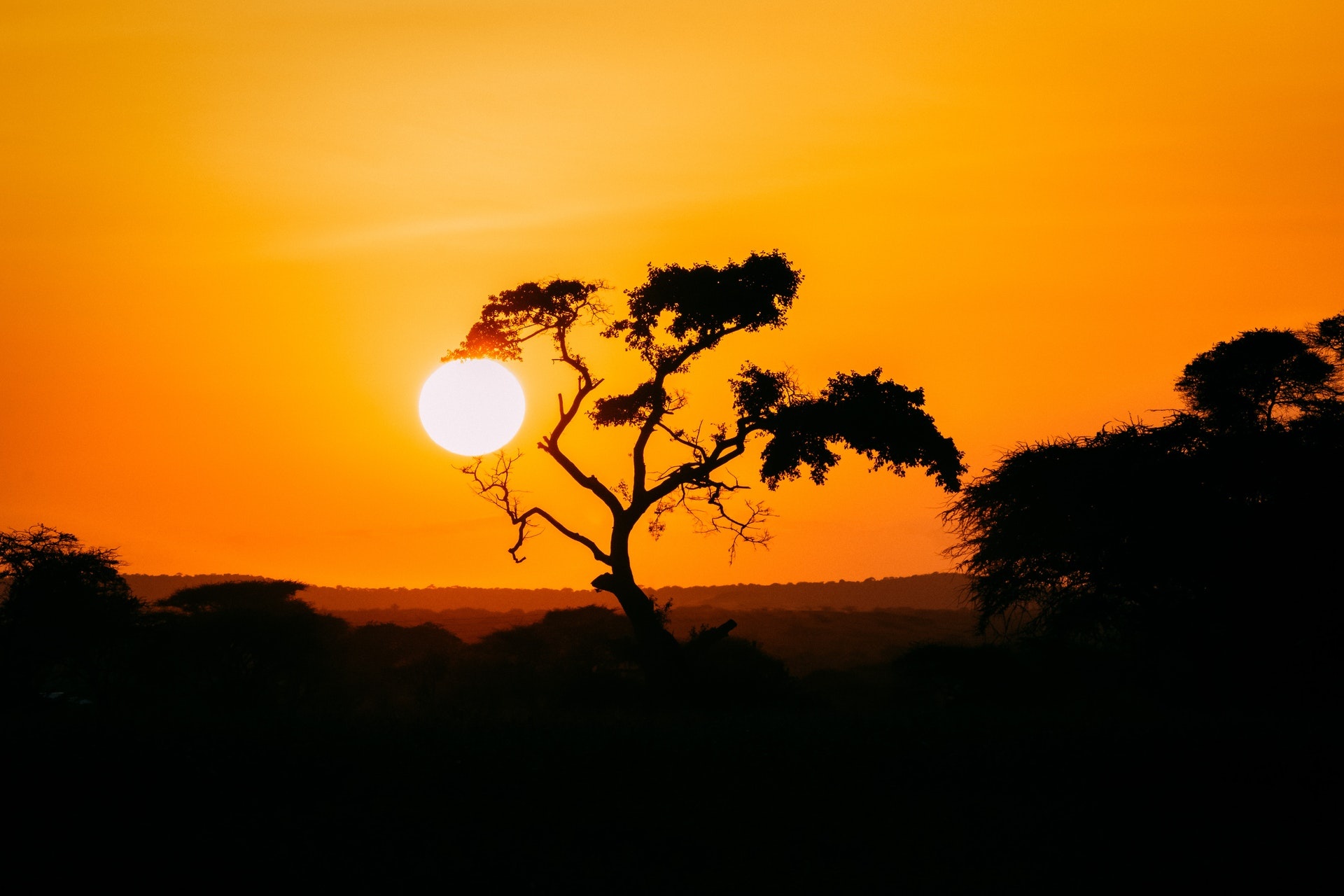 Acacia Tree, Golden hour beauty, Serene nature, Breathtaking wallpaper, 1920x1280 HD Desktop