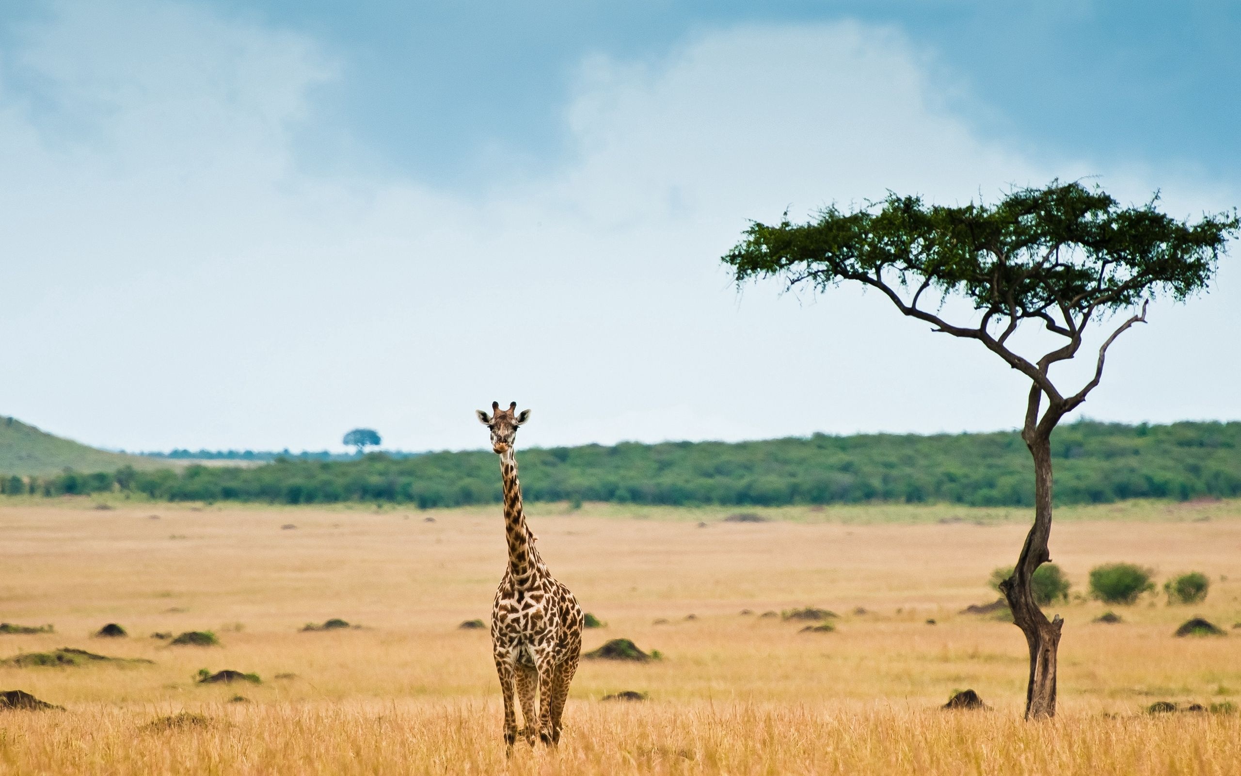 Acacia Tree, Nature's charm, Explore beauty, Breathtaking, 2560x1600 HD Desktop