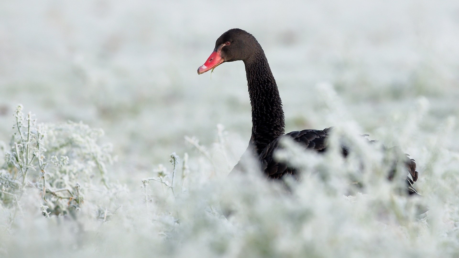 Black Swan, HD wallpaper, Background image, Bird, 1920x1080 Full HD Desktop